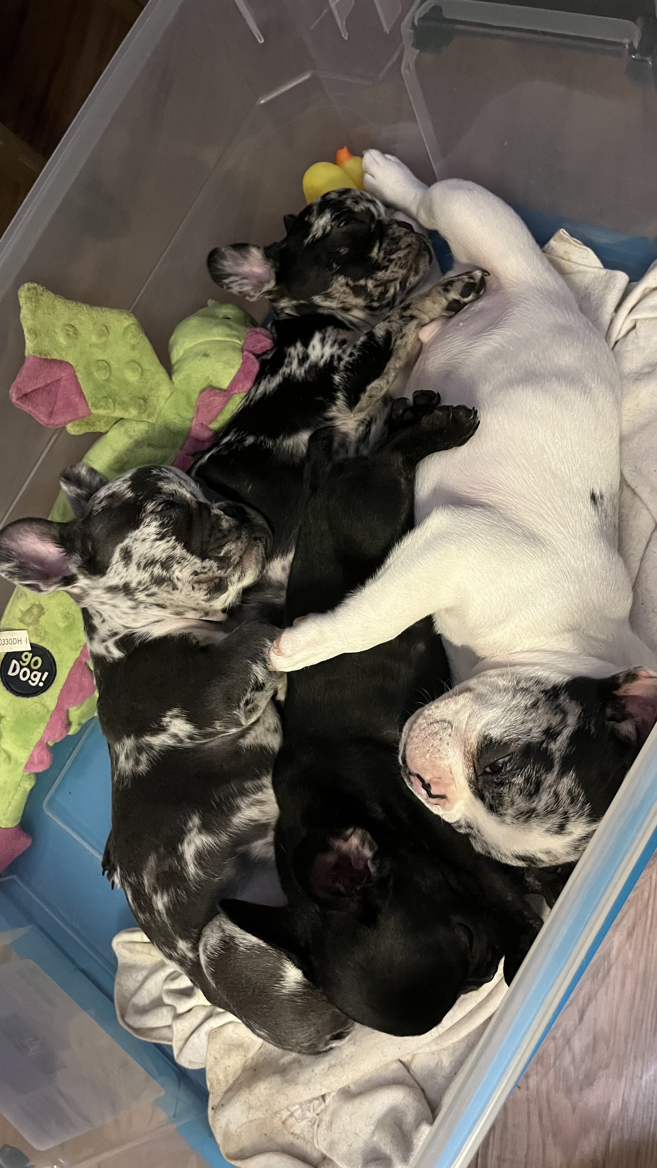 French bulldog image 3