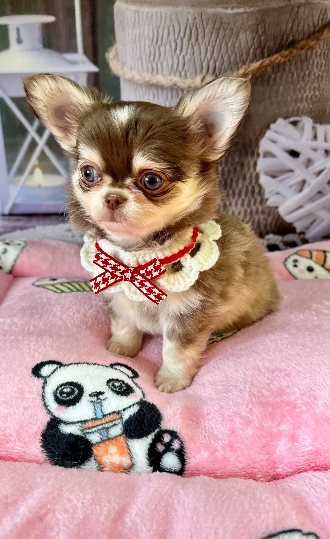 Registered Chihuahua Puppies. image 1