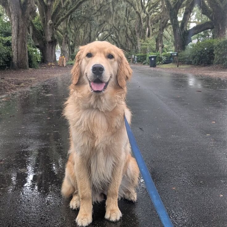 Golden Retriever Looking for a Safe and Loving For image 1