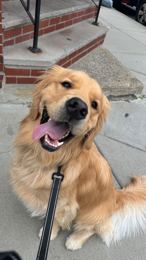 Golden Retriever Looking for a Safe and Loving For image 2