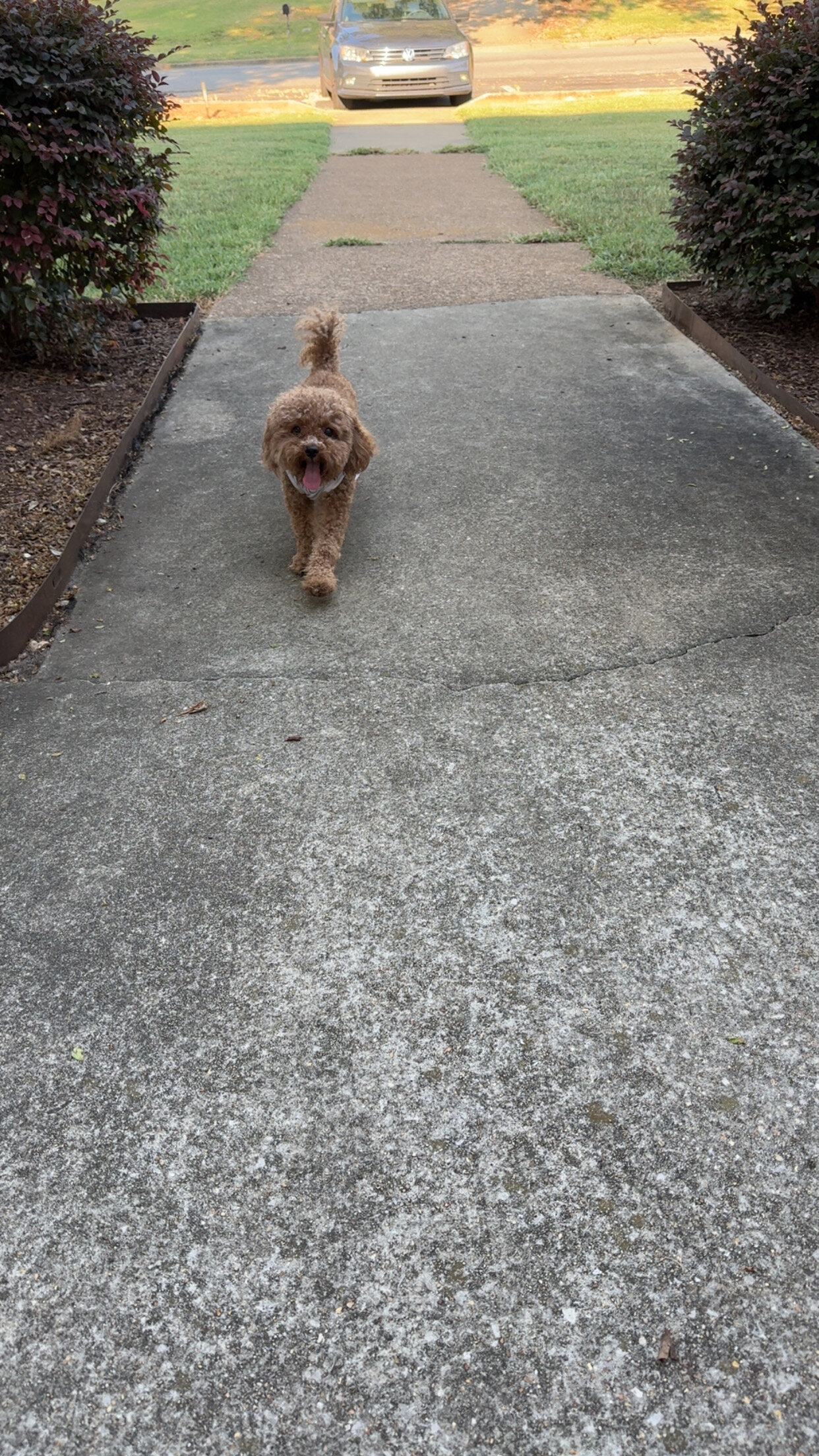 Set male and female 4yr old poodles image 6