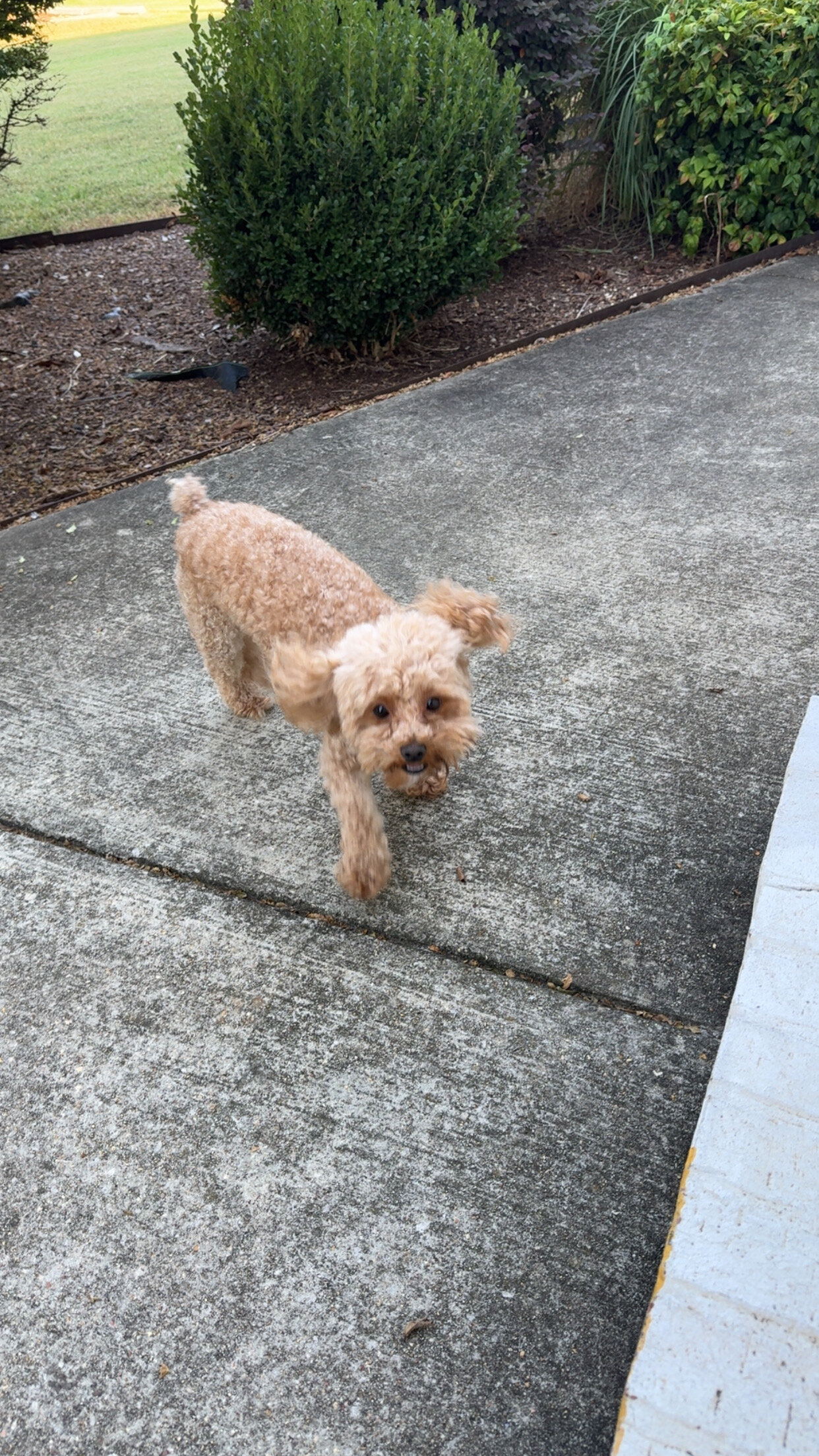 Set male and female 4yr old poodles image 5