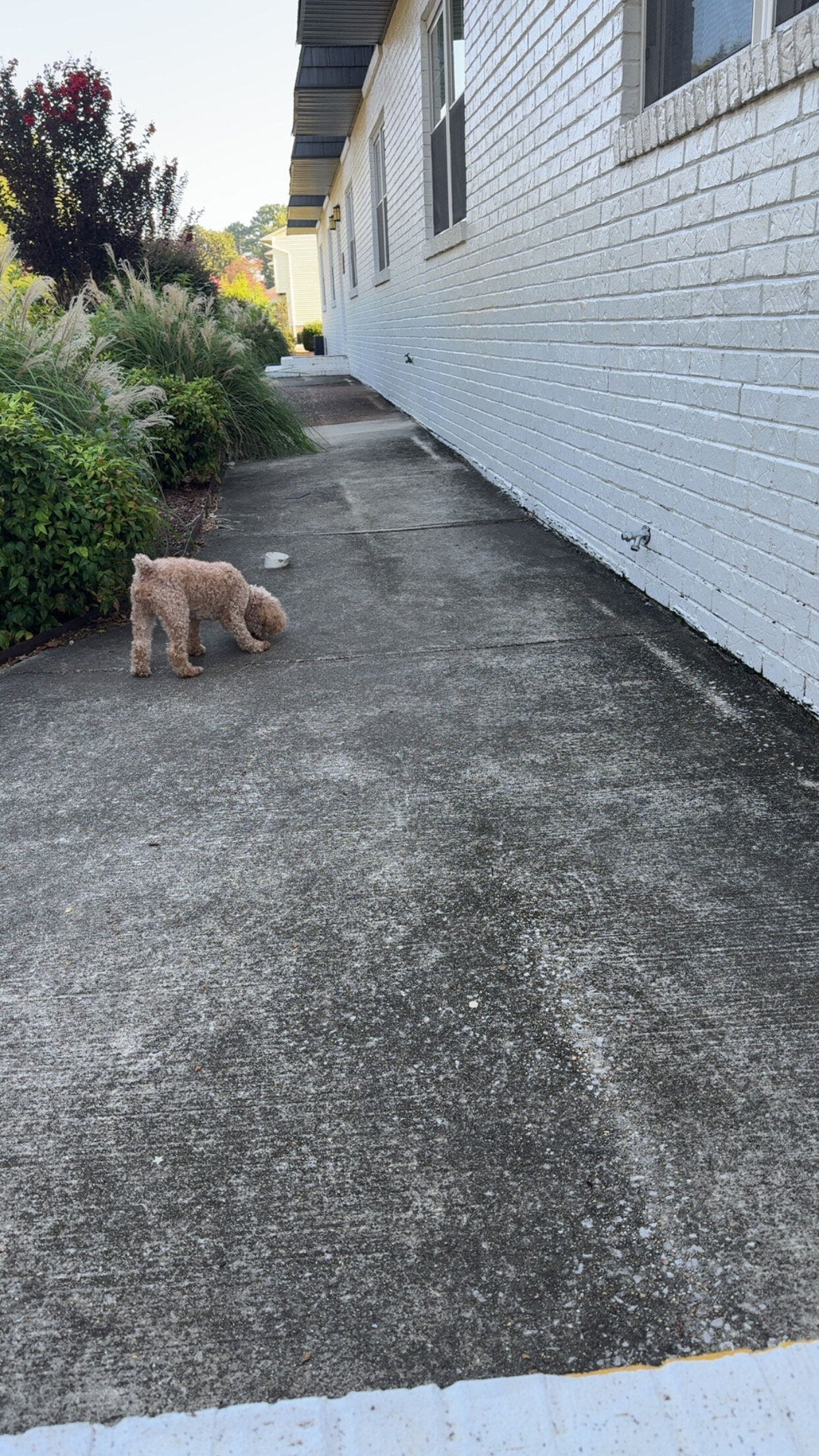 Set male and female 4yr old poodles image 7