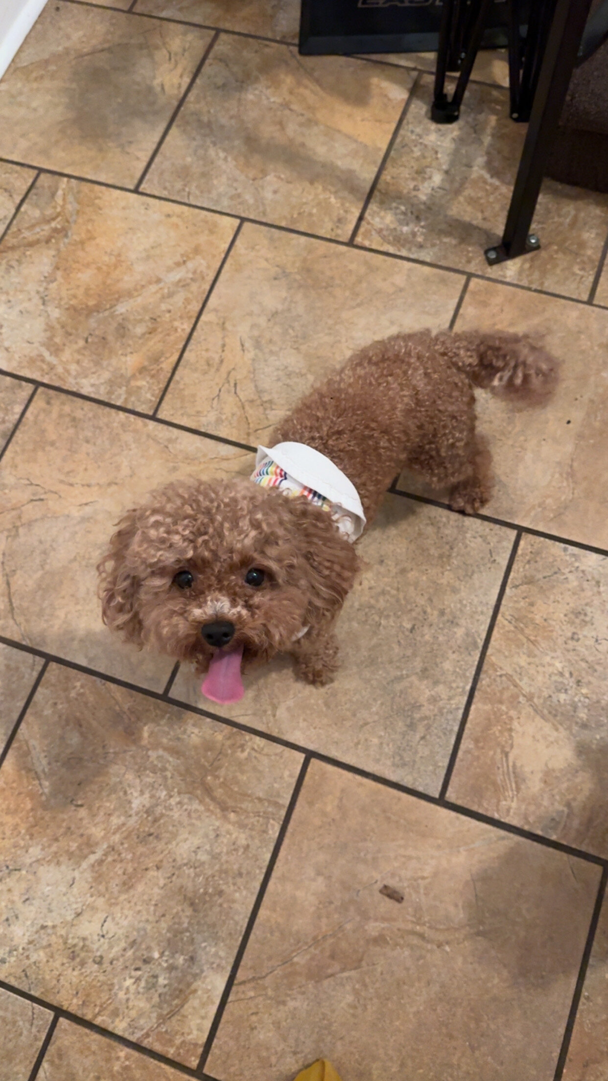 Set male and female 4yr old poodles image 4
