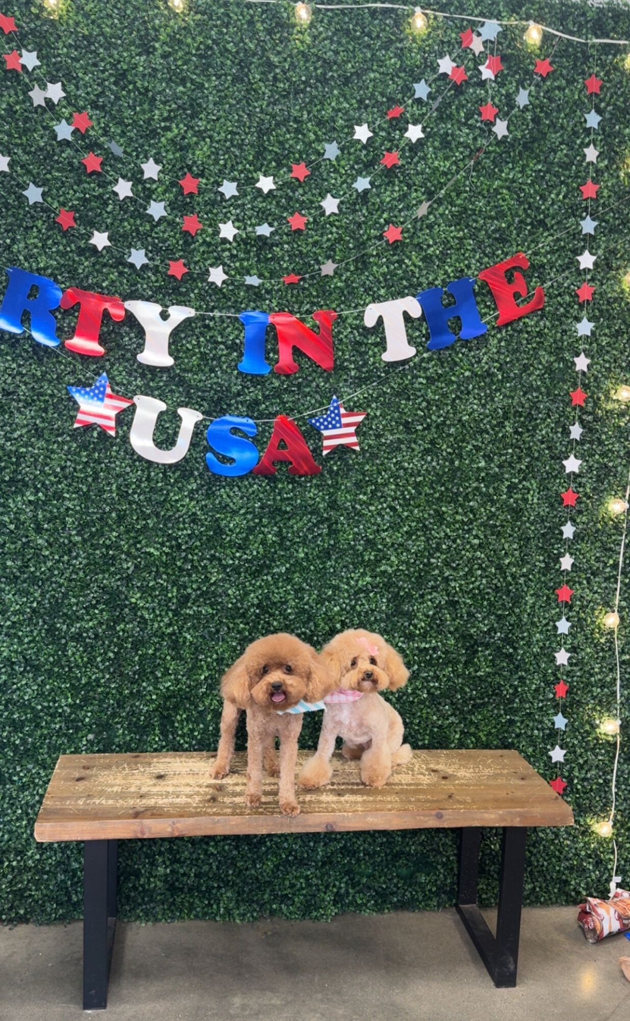 Set male and female 4yr old poodles image 2