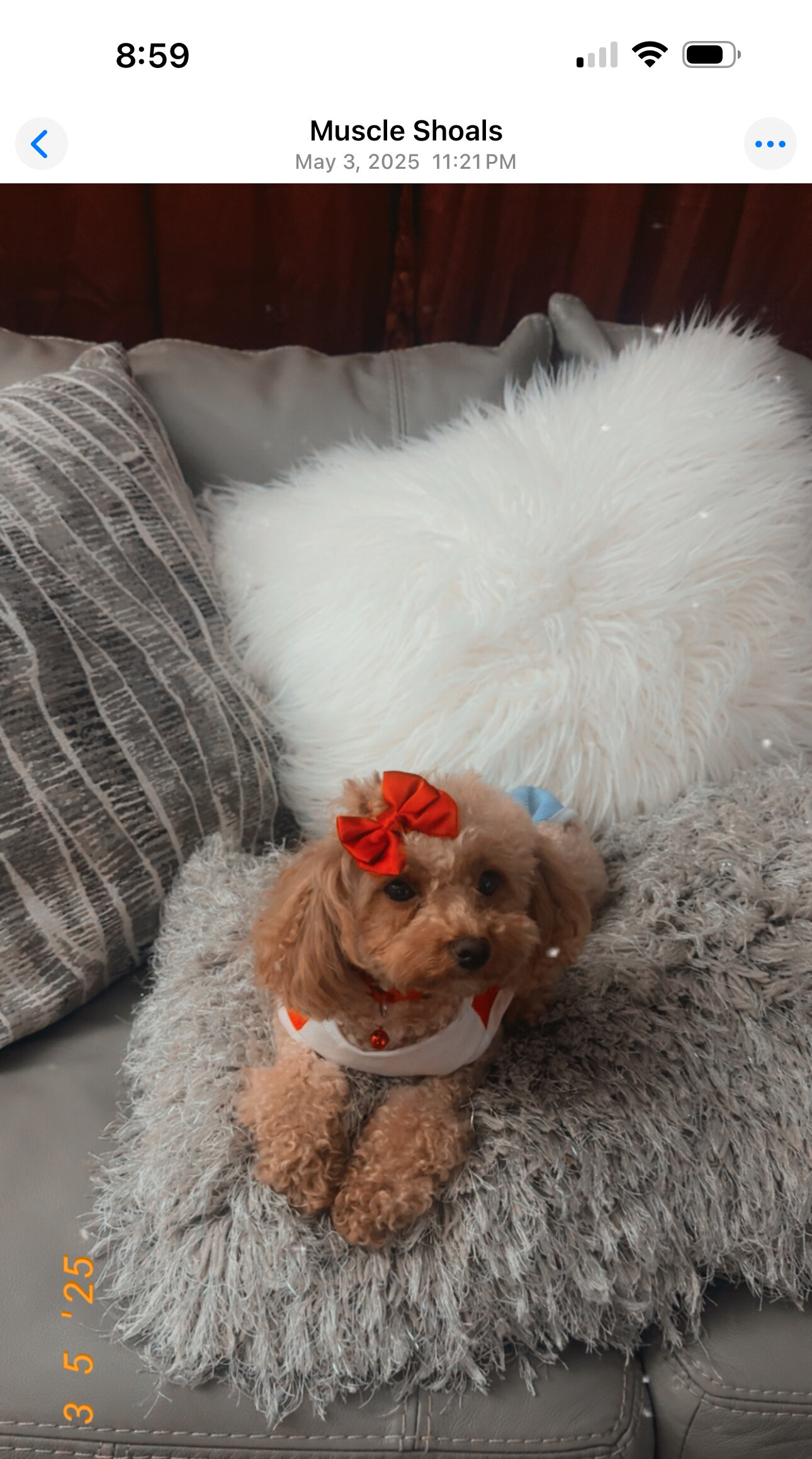 Set male and female 4yr old poodles image 3