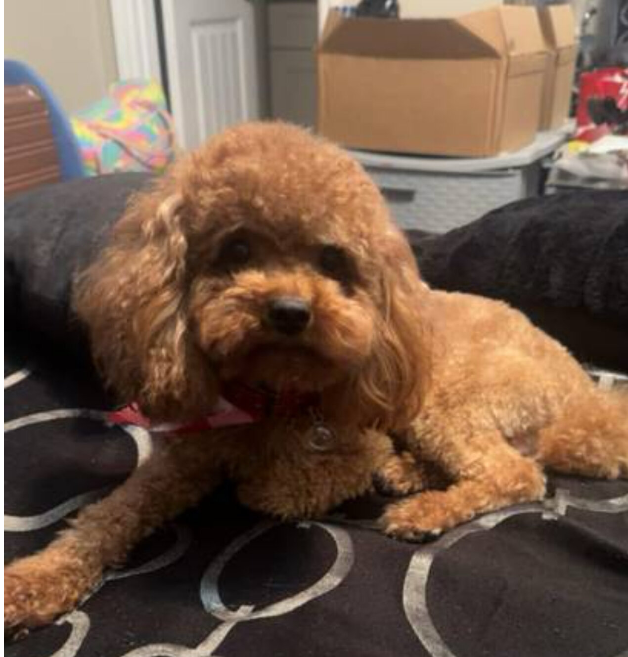 Set male and female 4yr old poodles image 1