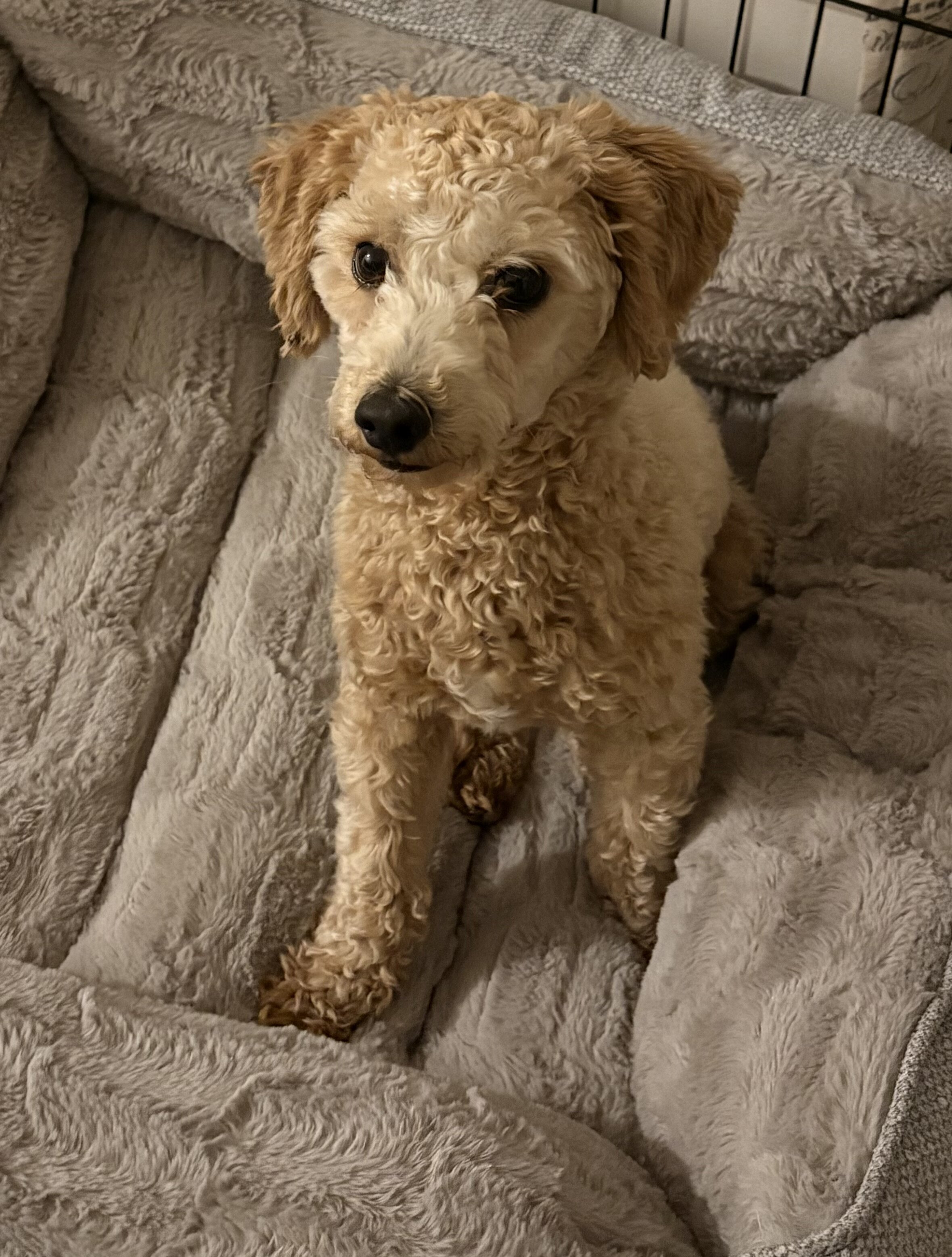 Male Bichon Frise–Poodle Mix image 1