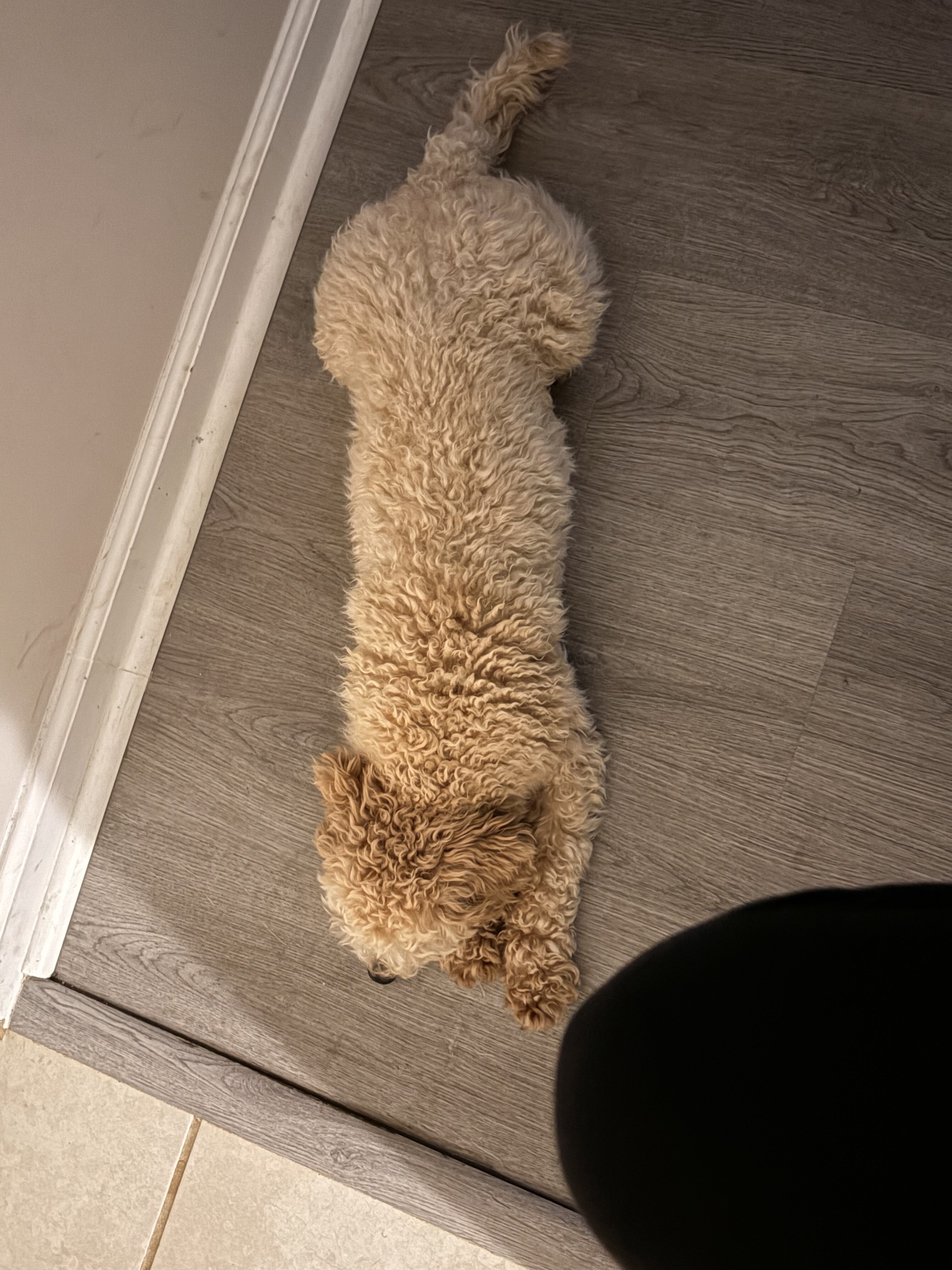 Male Bichon Frise–Poodle Mix image 4