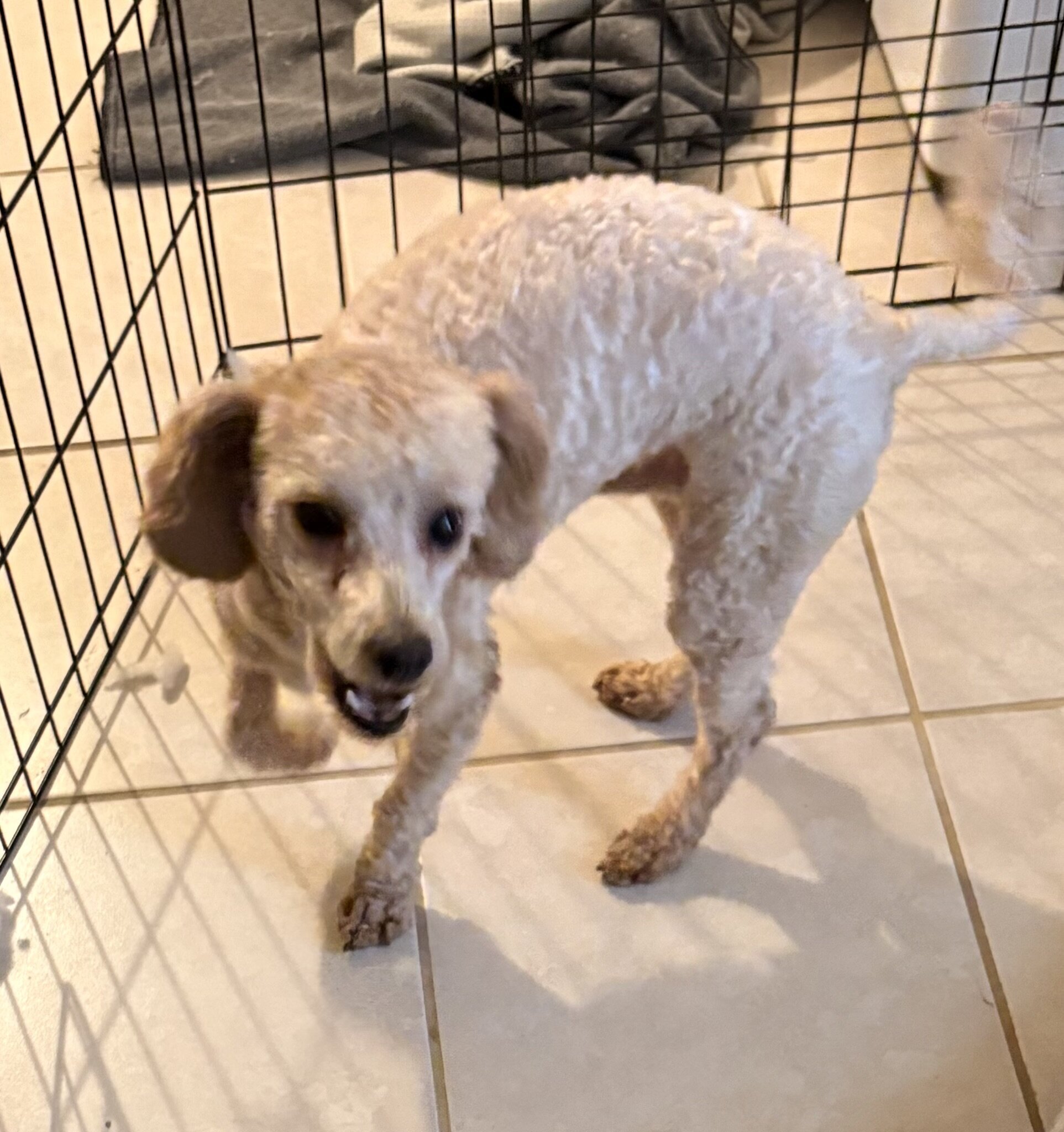 Male Bichon Frise–Poodle Mix image 2