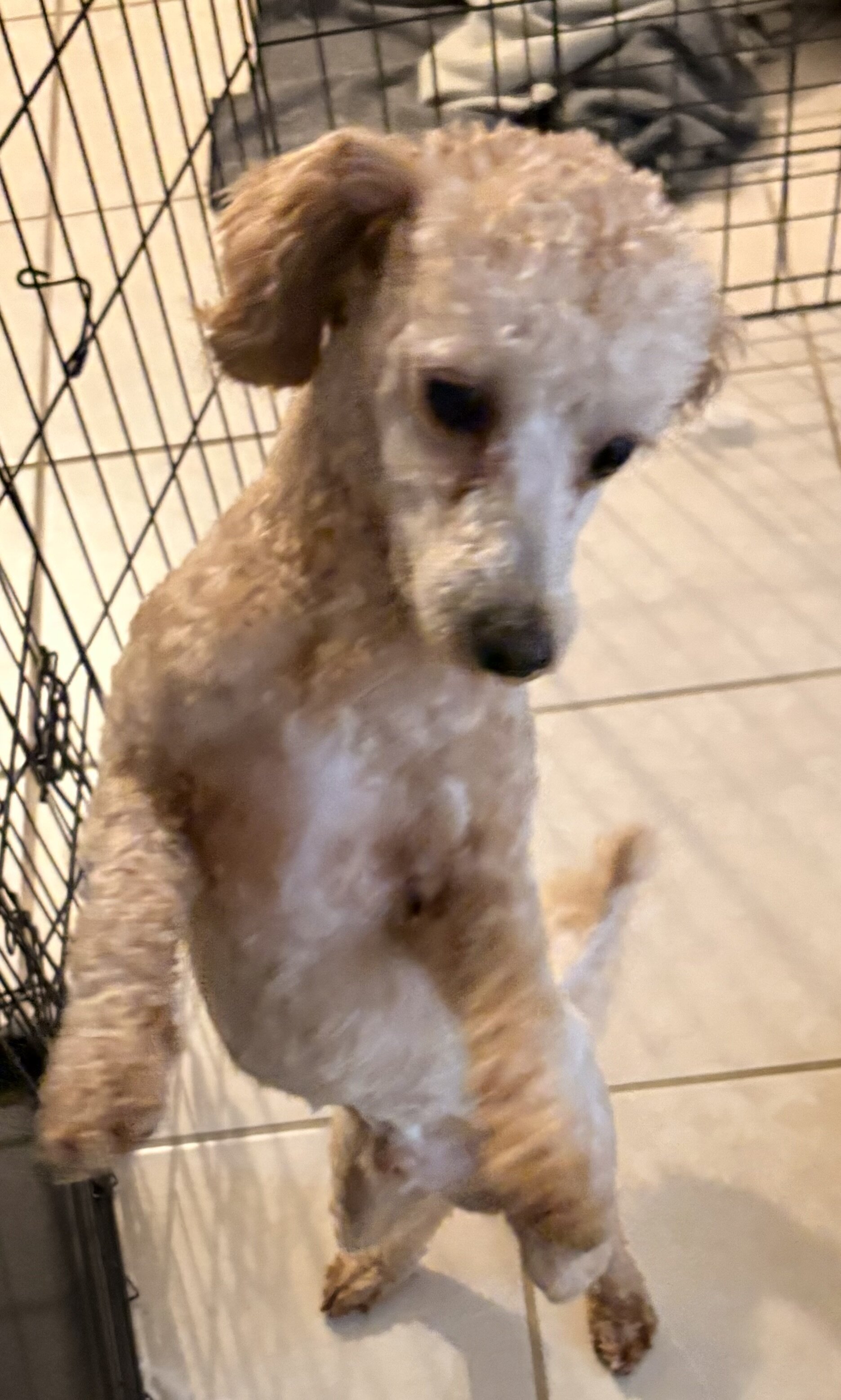 Male Bichon Frise–Poodle Mix image 3