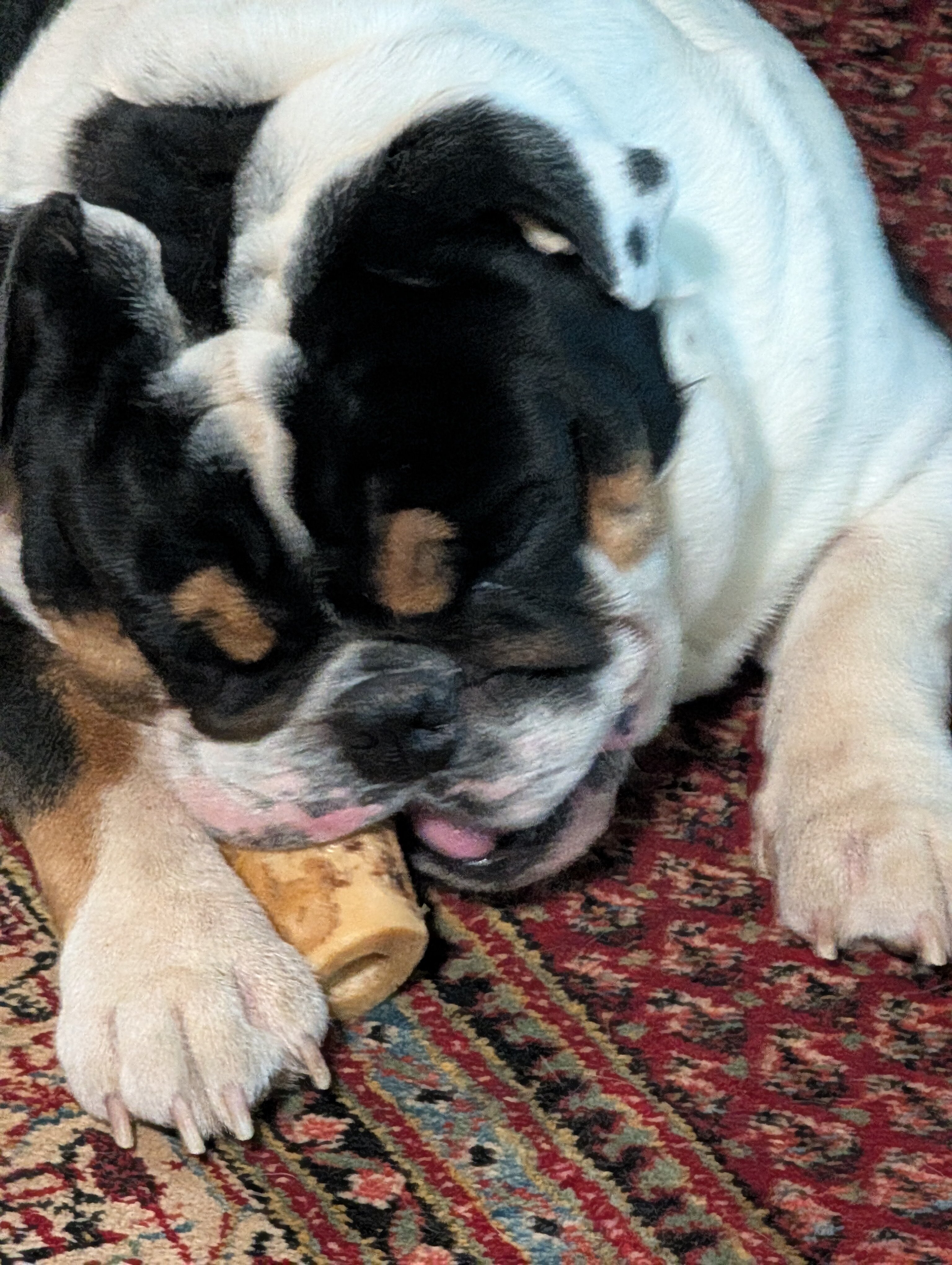 English bulldog image 3