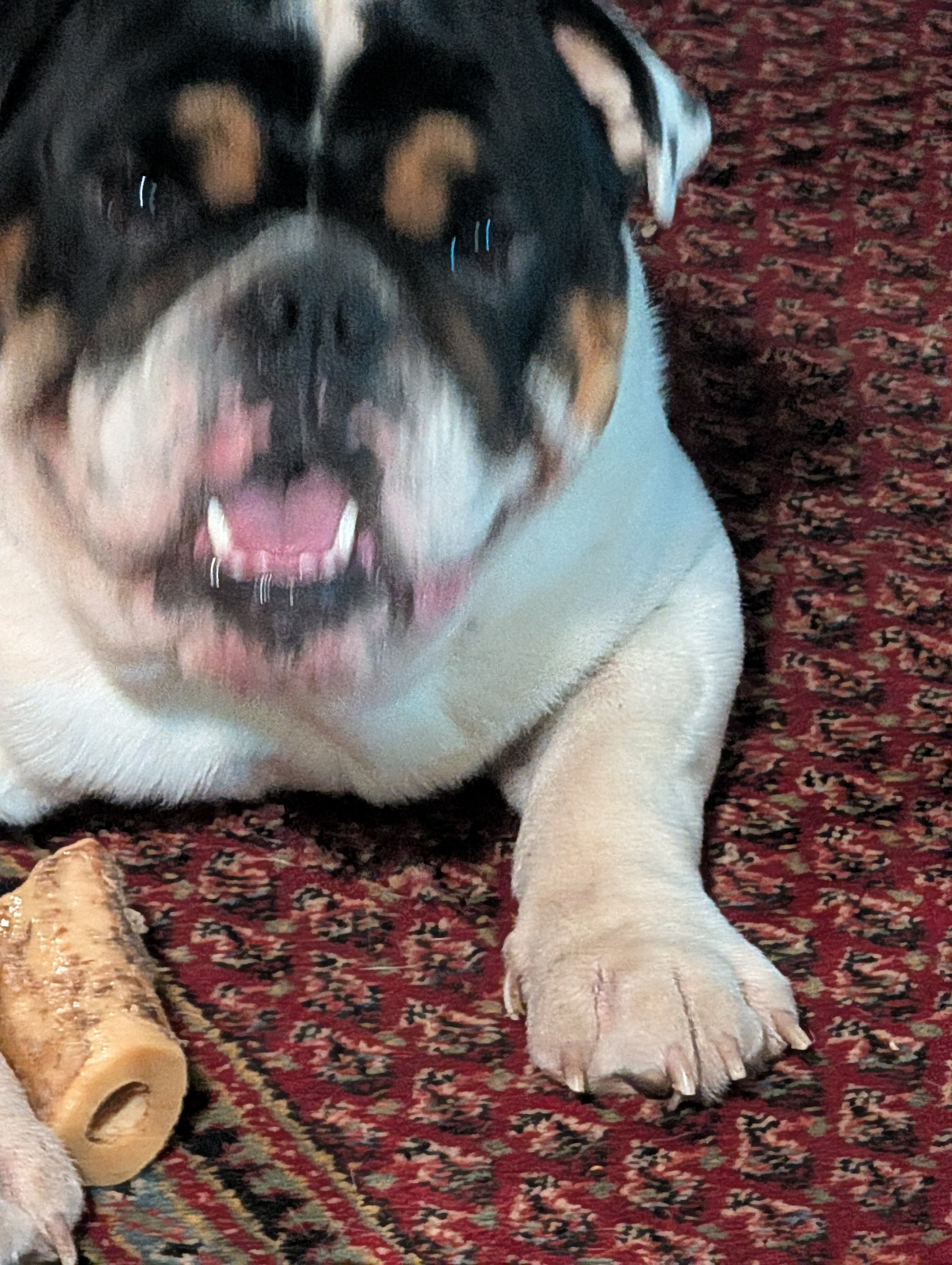 English bulldog image 2
