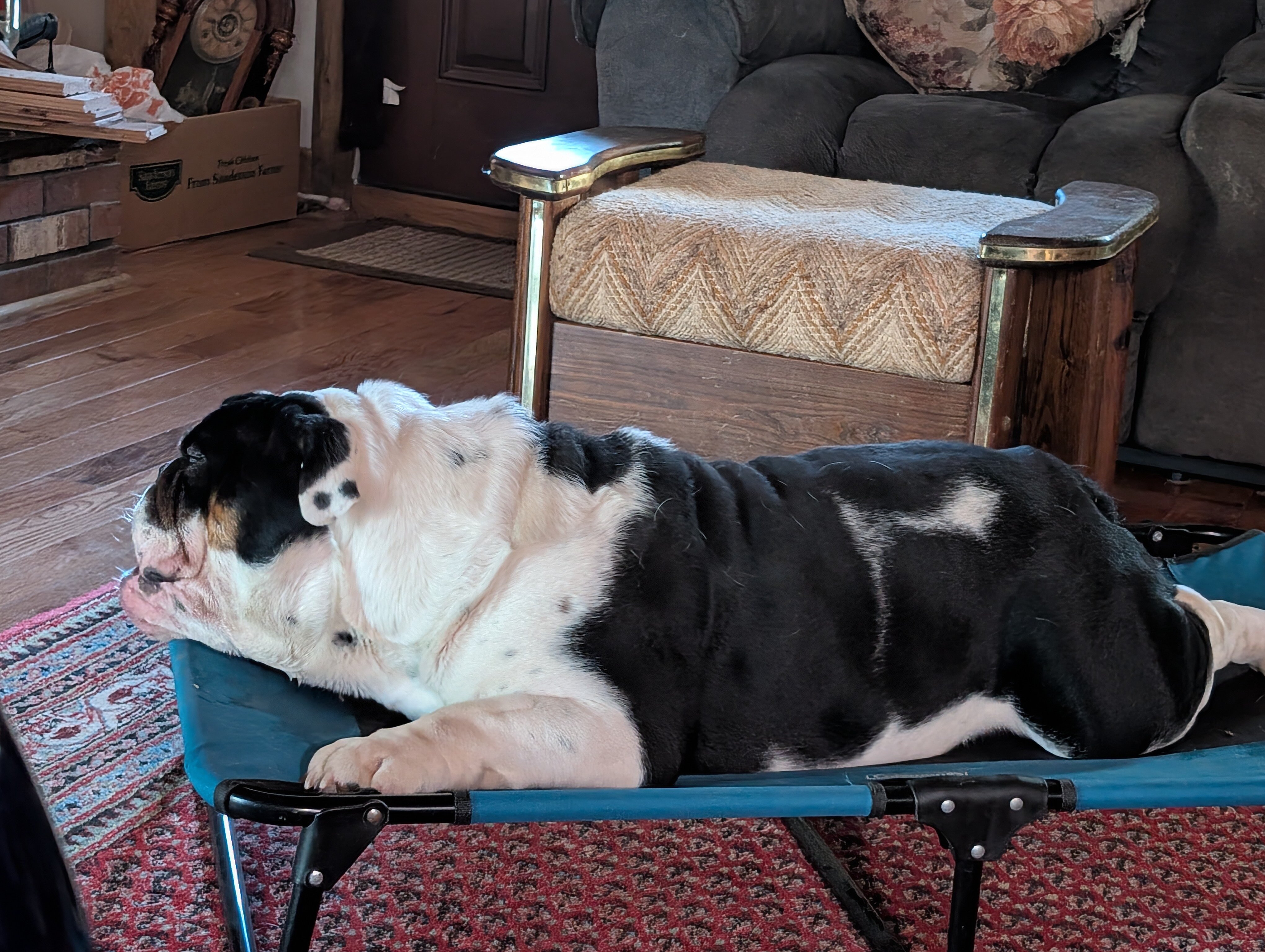 English bulldog image 4