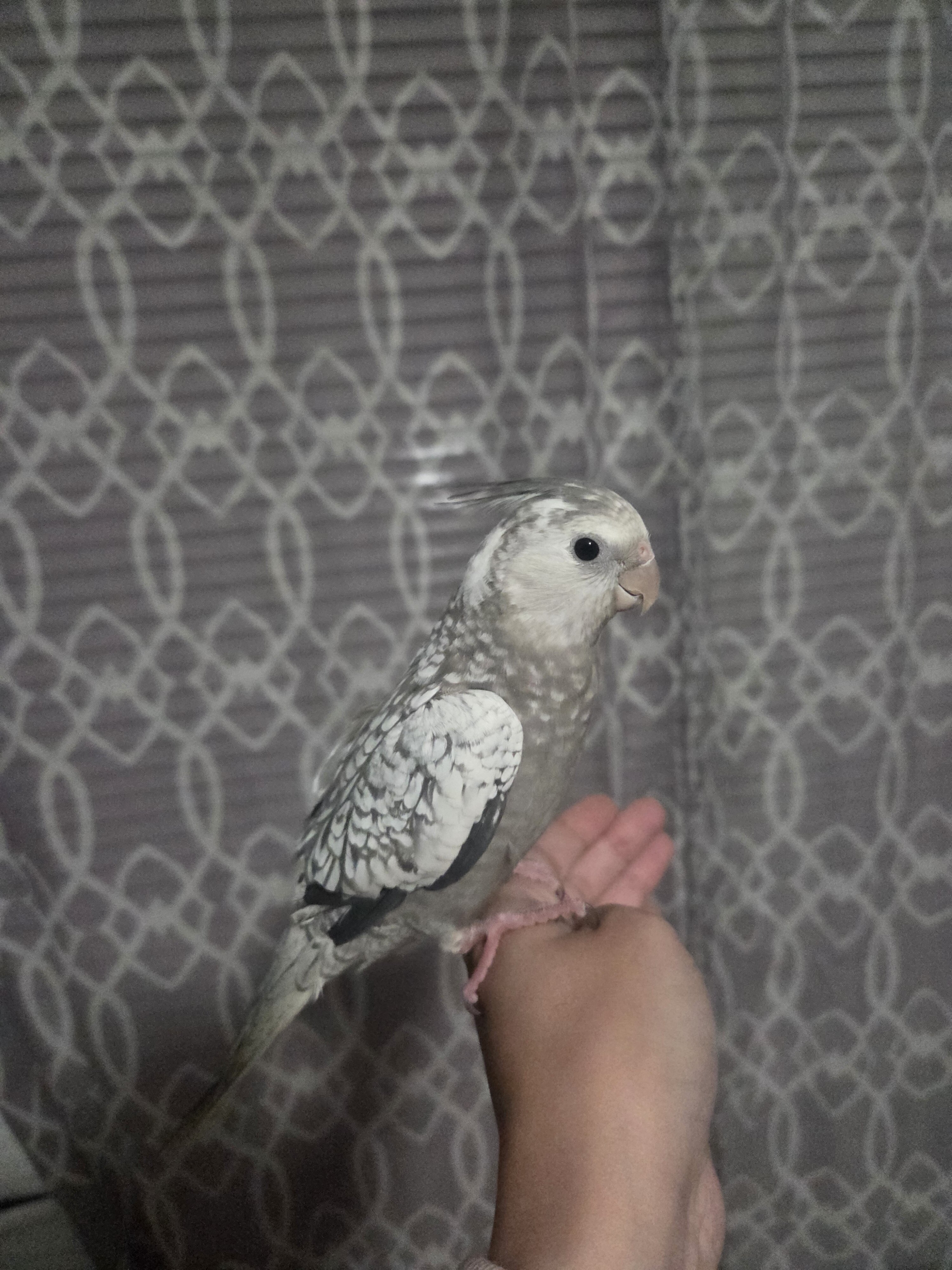 Female cockatiels image 1