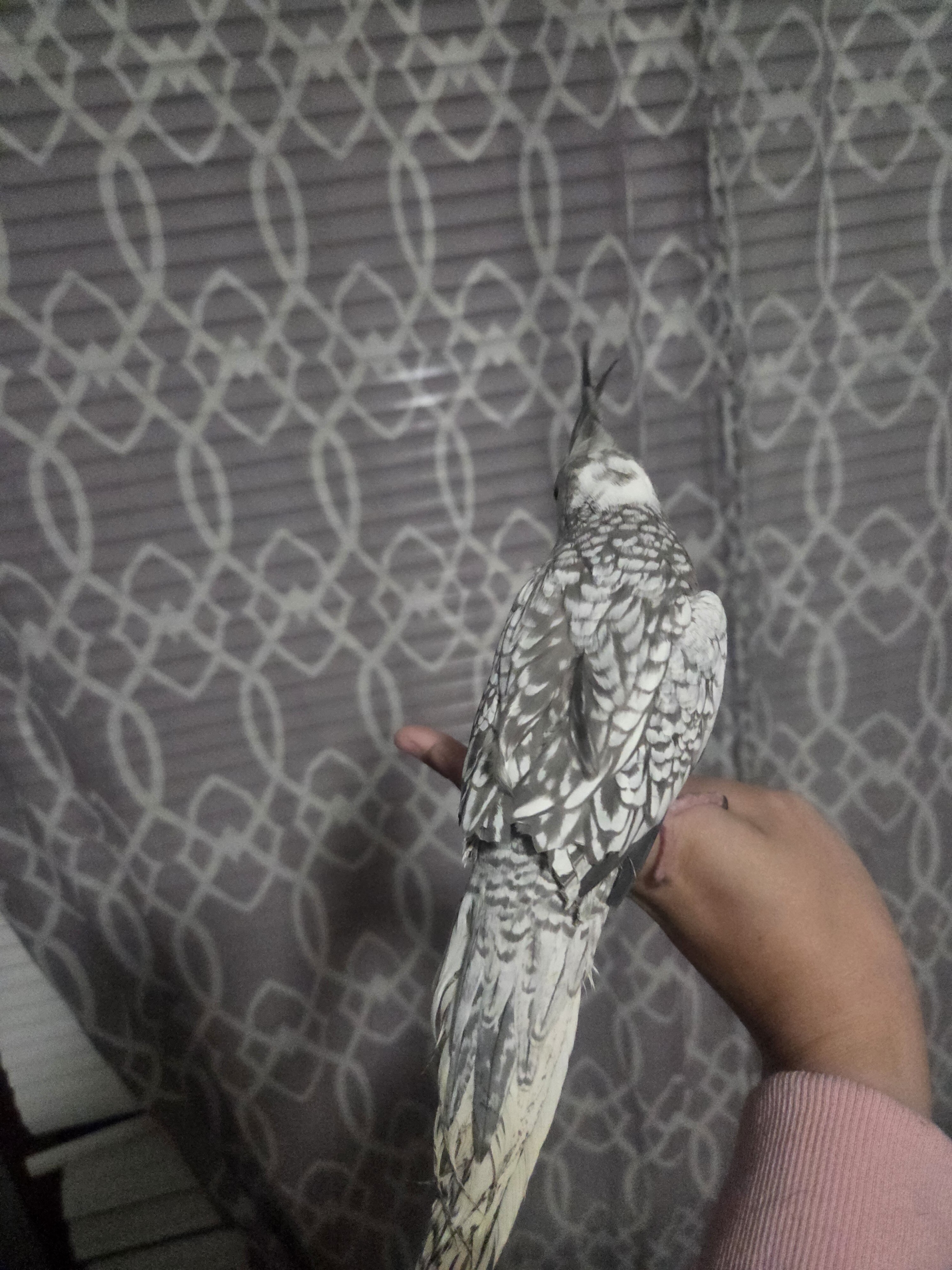 Female cockatiels image 5