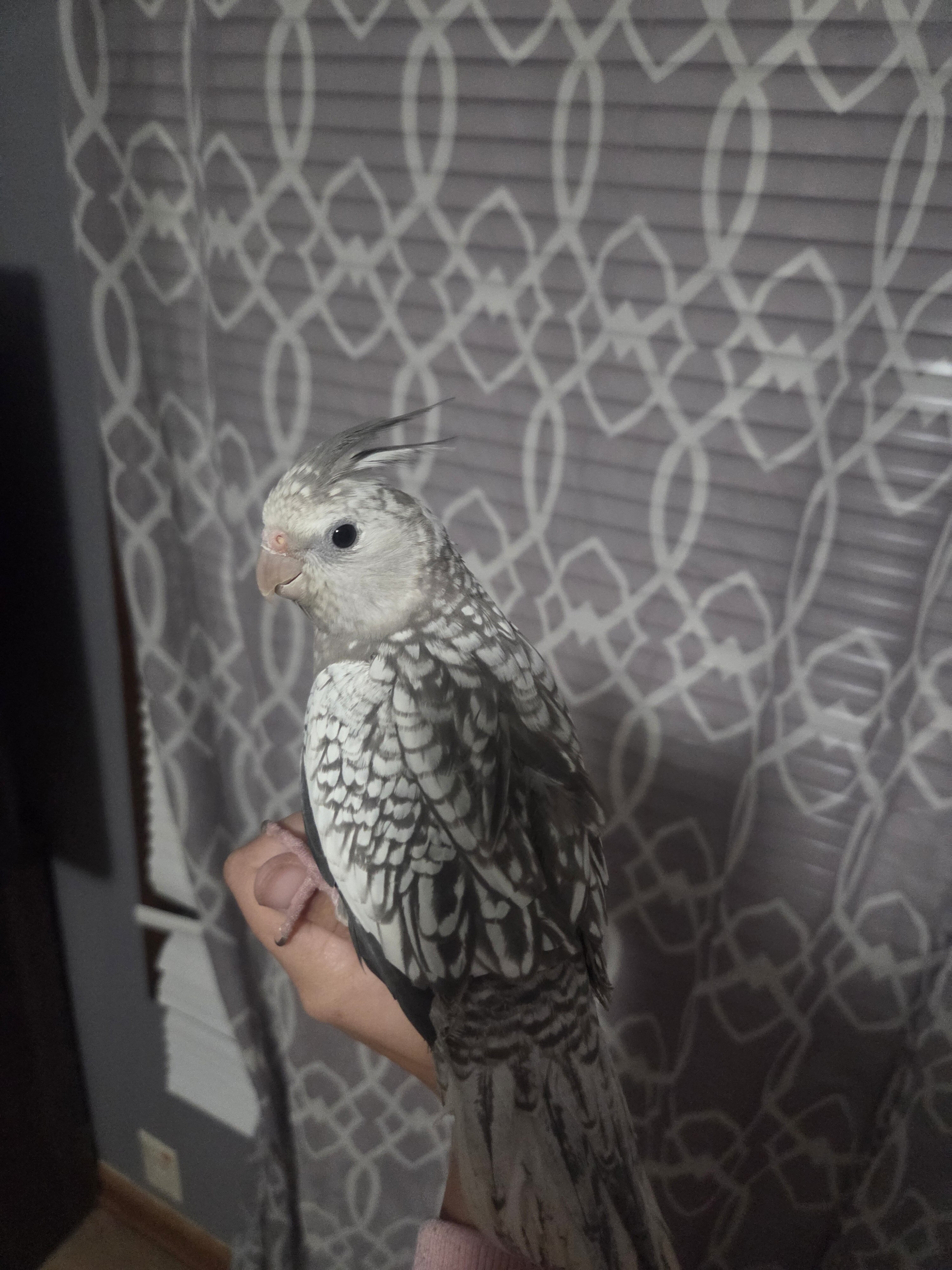 Female cockatiels image 4