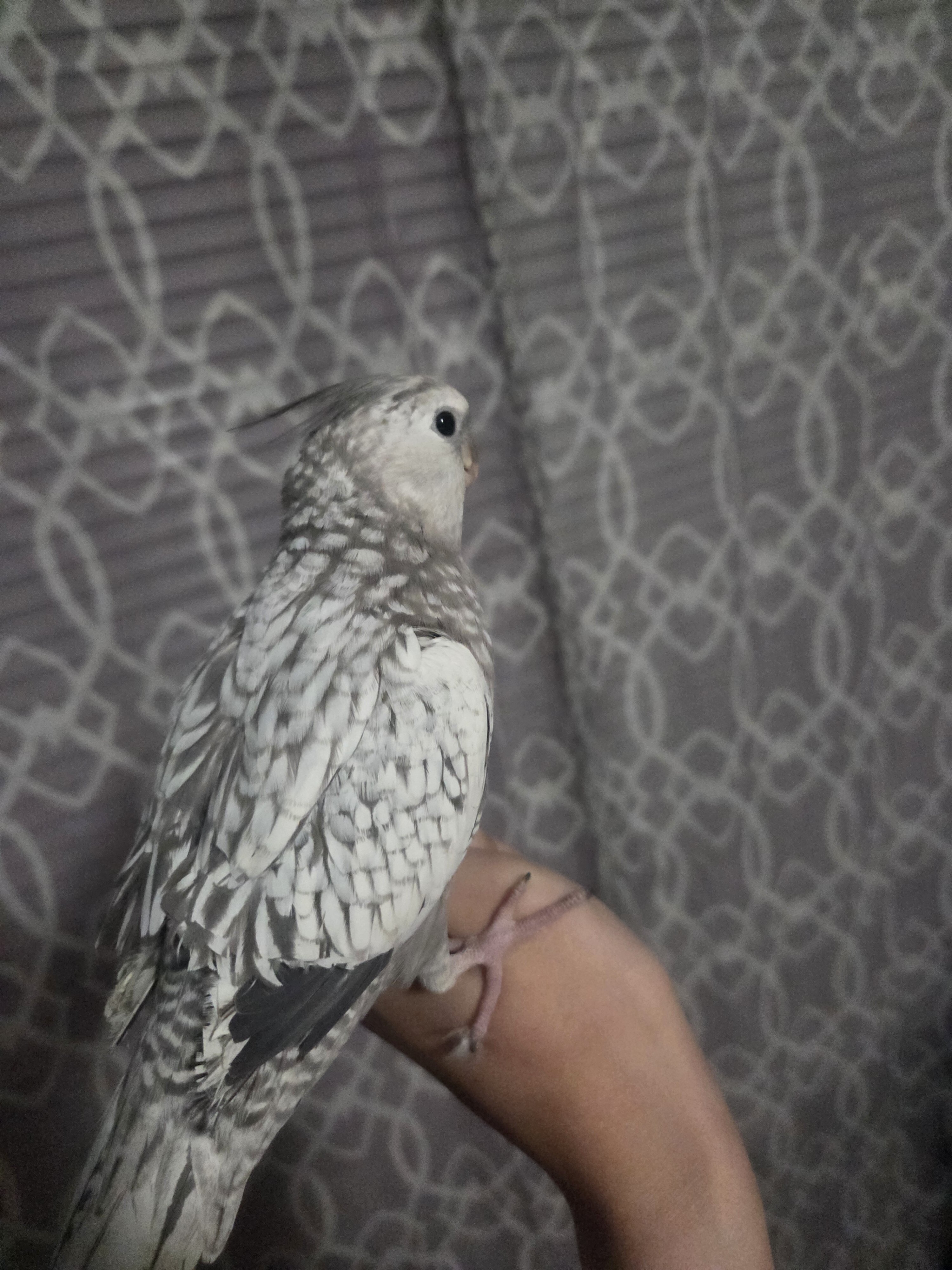 Female cockatiels image 2