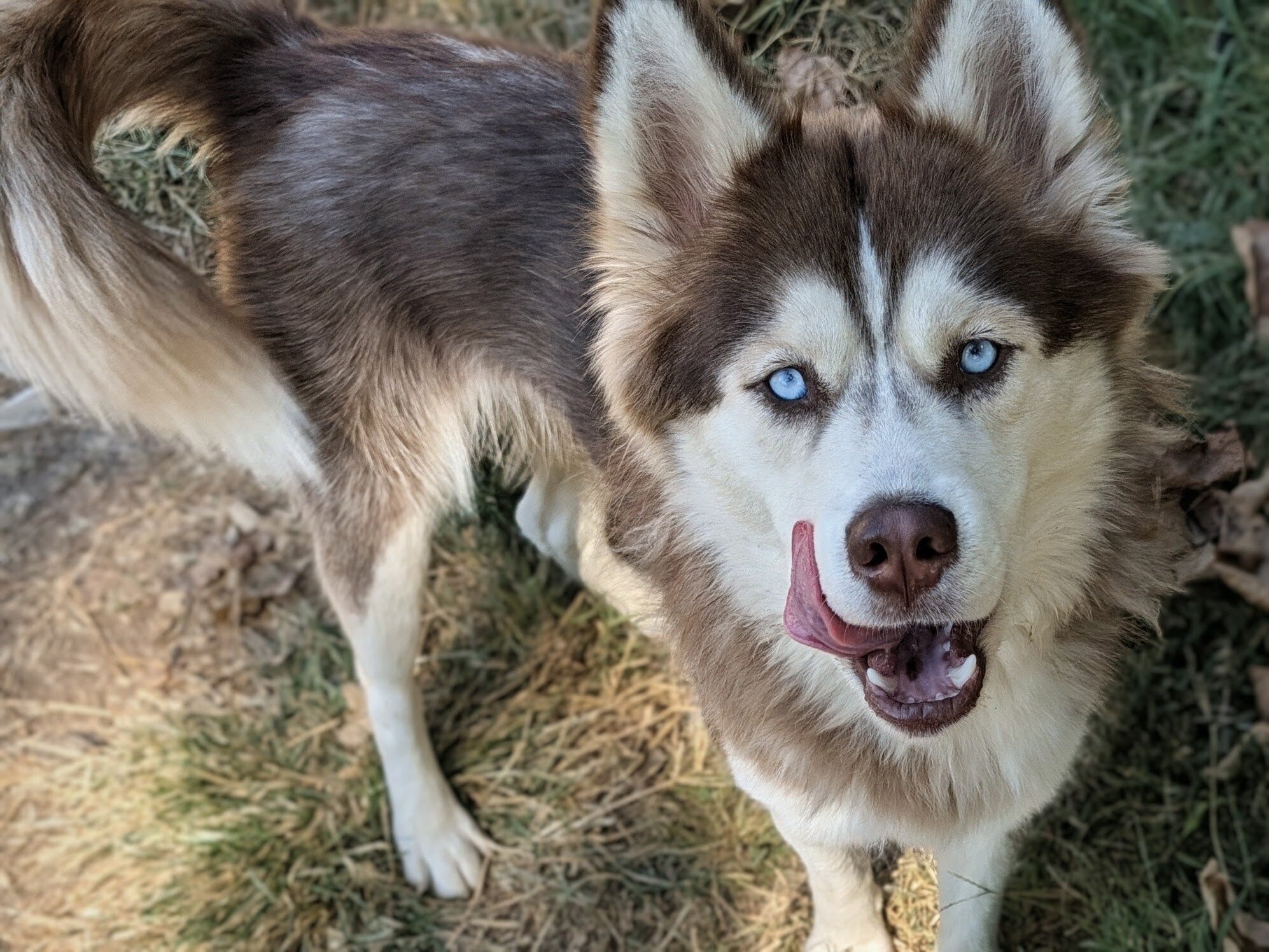 F 1yr Red/White Siberian Husky image 1