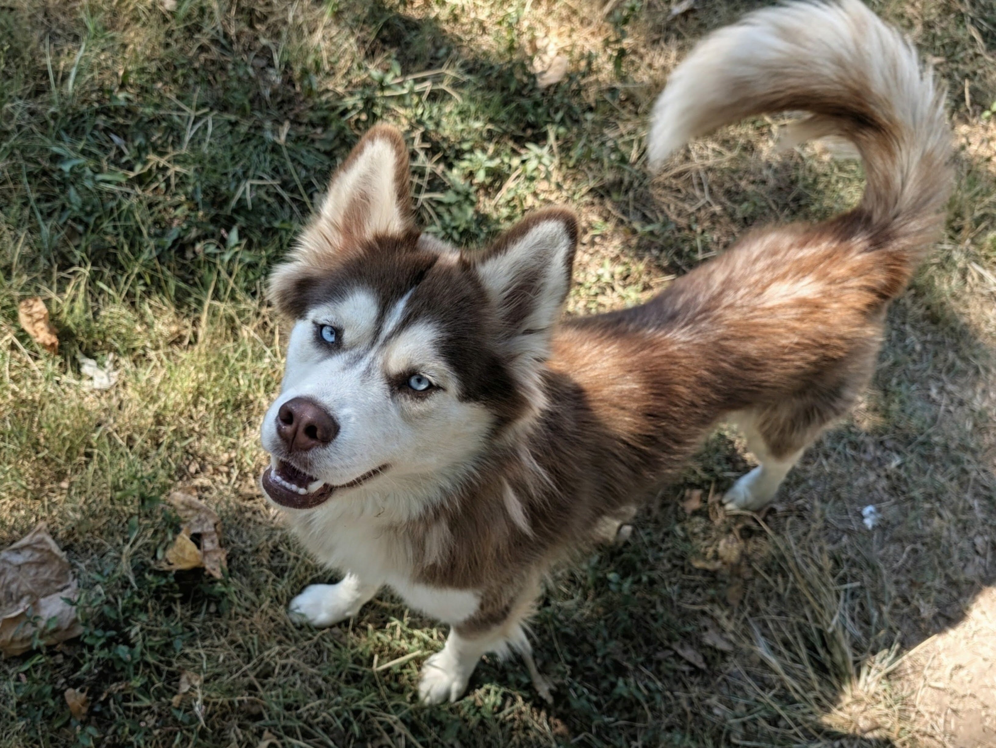F 1yr Red/White Siberian Husky image 2