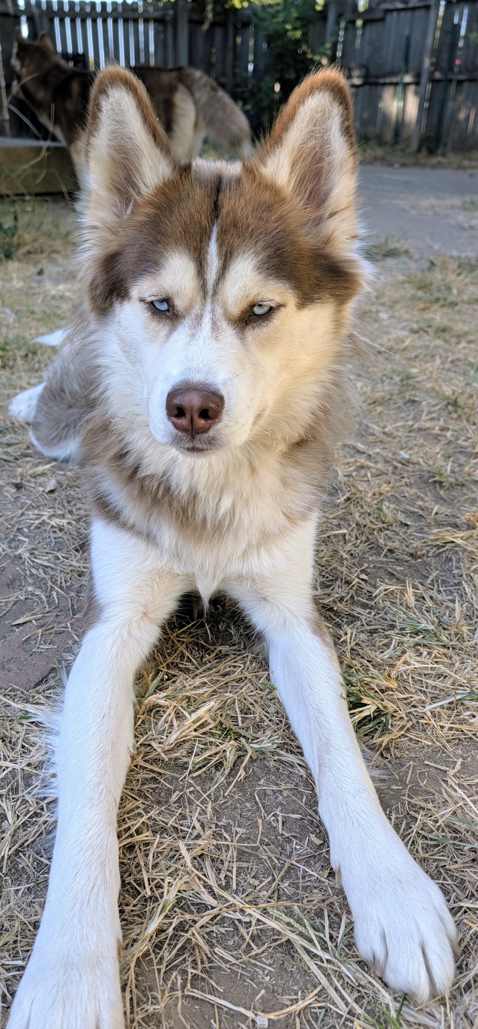 F 1yr Red/White Siberian Husky image 3