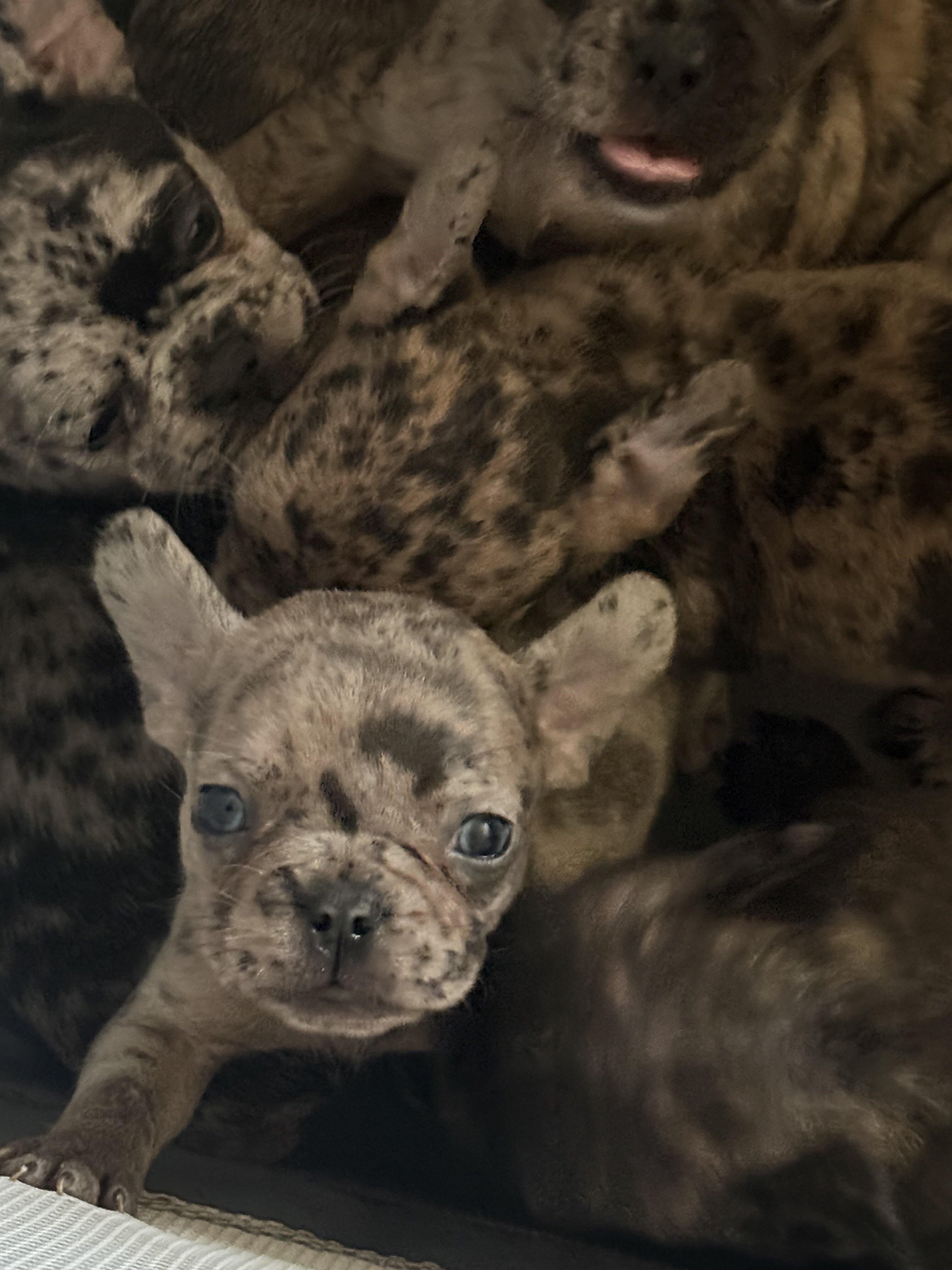 French Bulldogs image 4
