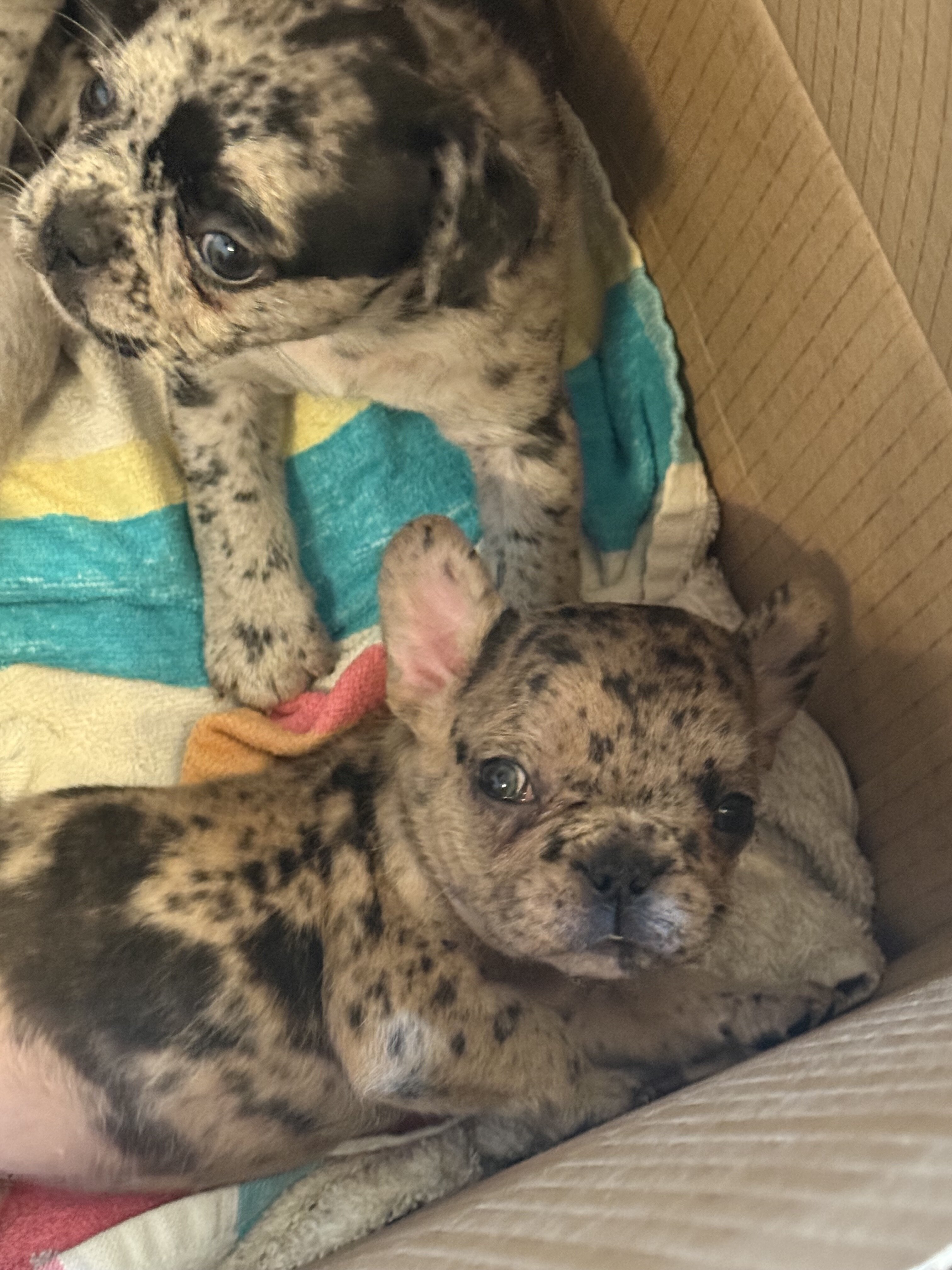 French Bulldogs image 1