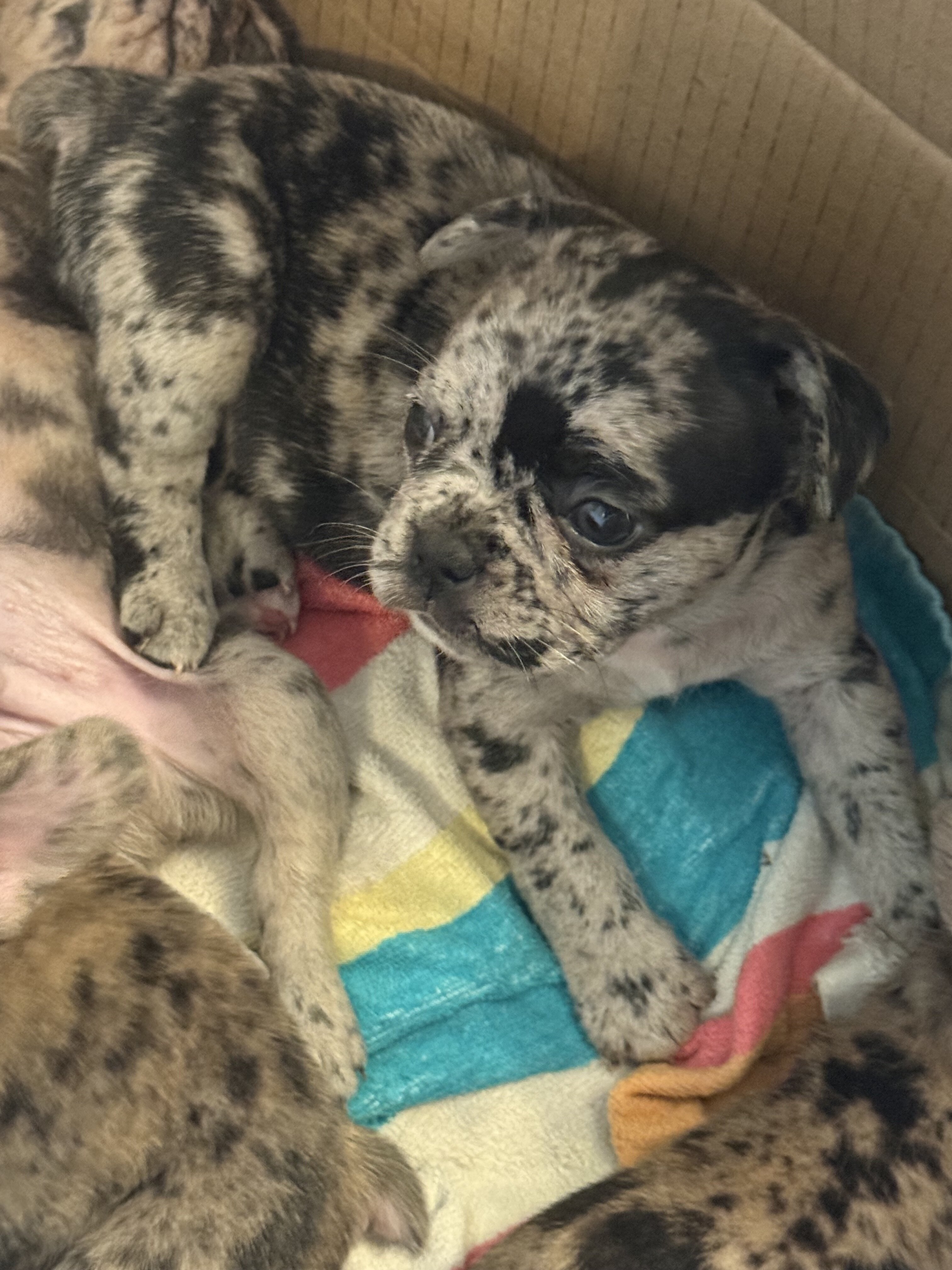 French Bulldogs image 2