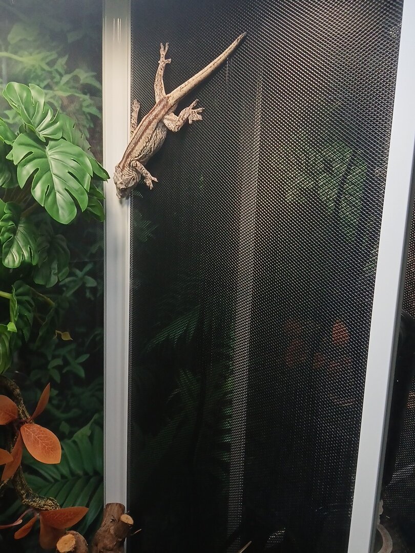 Gargoyle geckos image 2