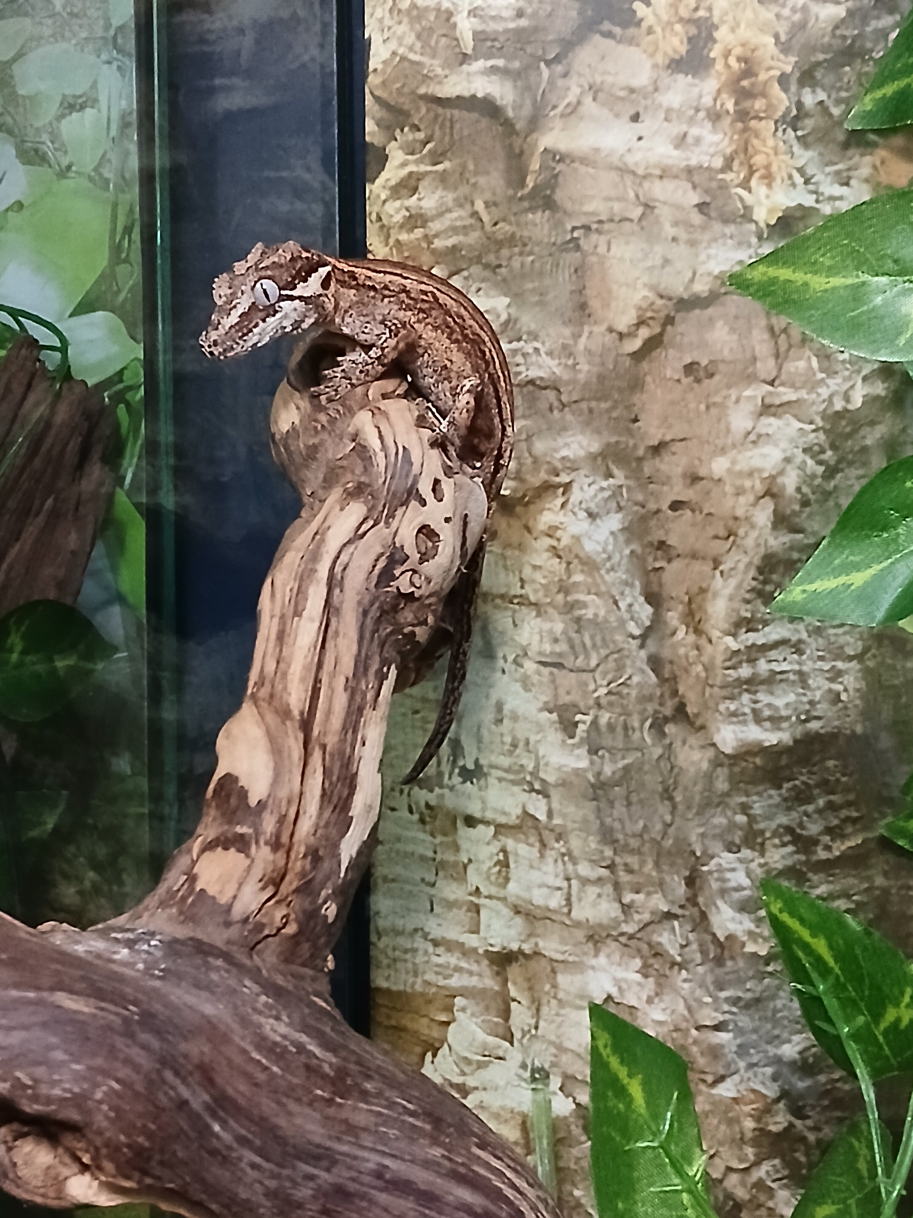 Gargoyle geckos image 4