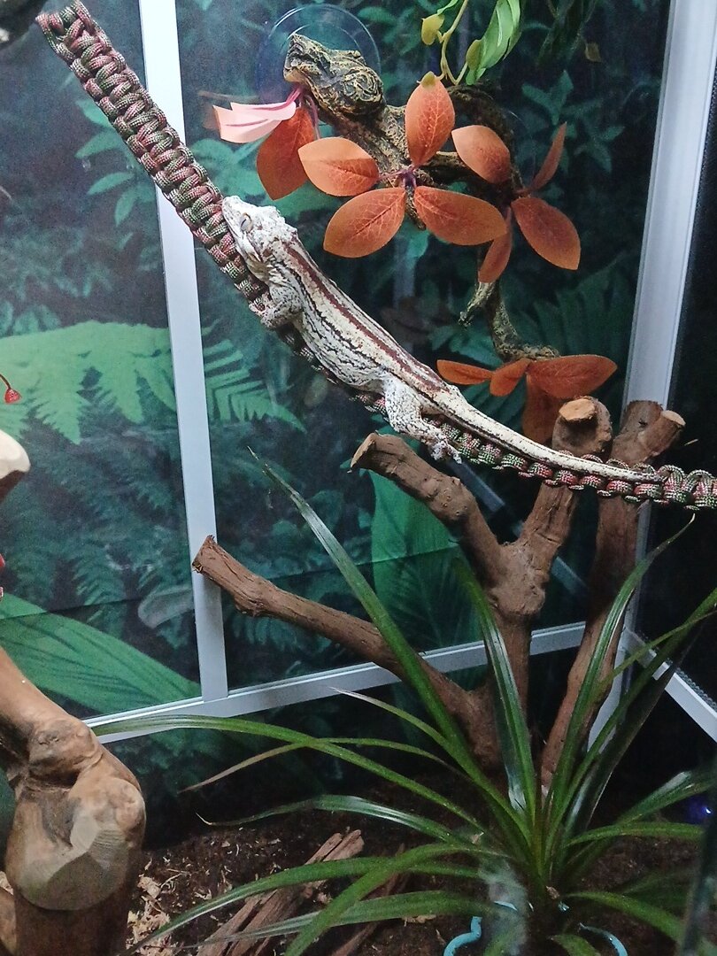 Gargoyle geckos image 3