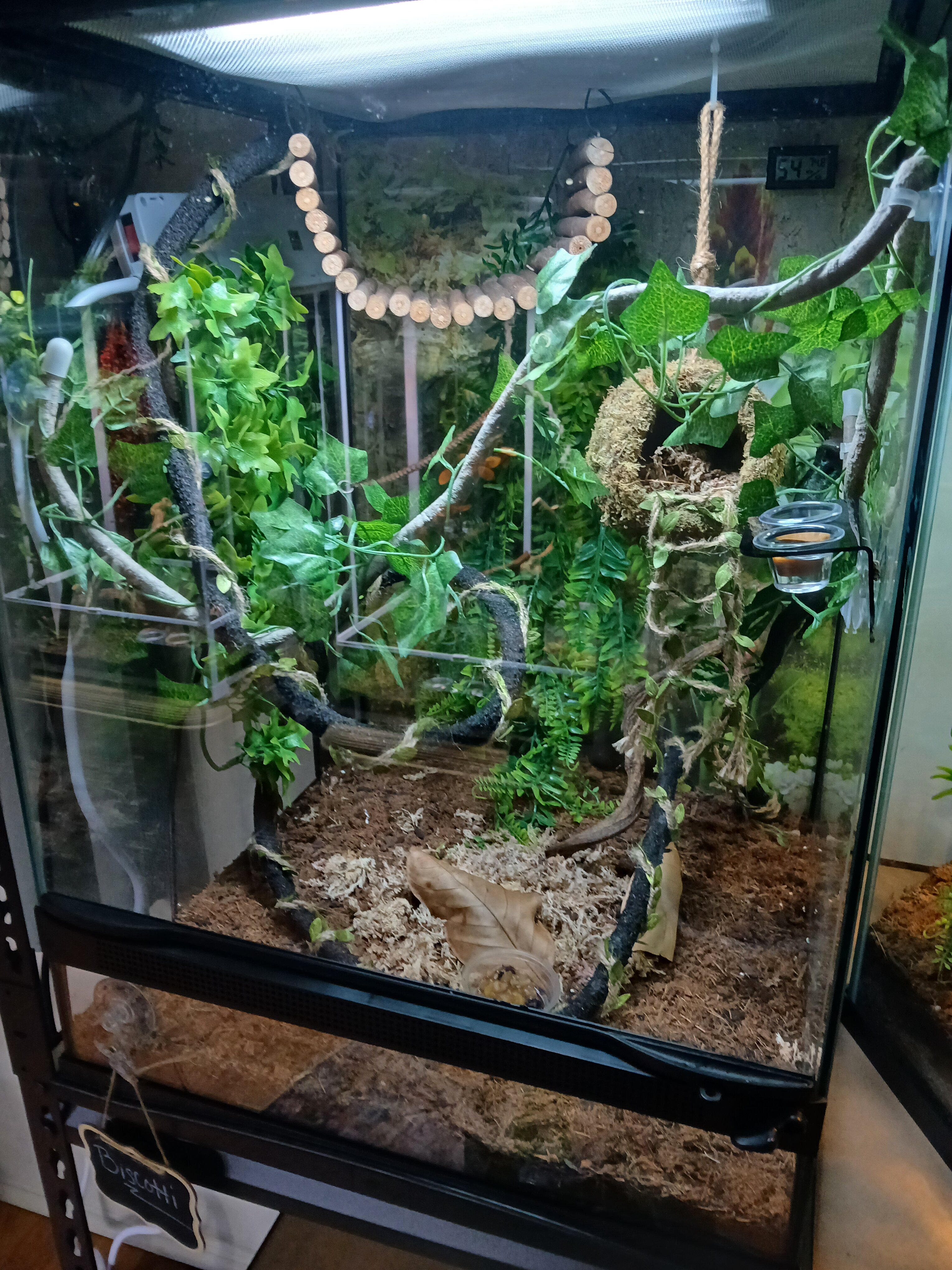 Crested gecko image 1