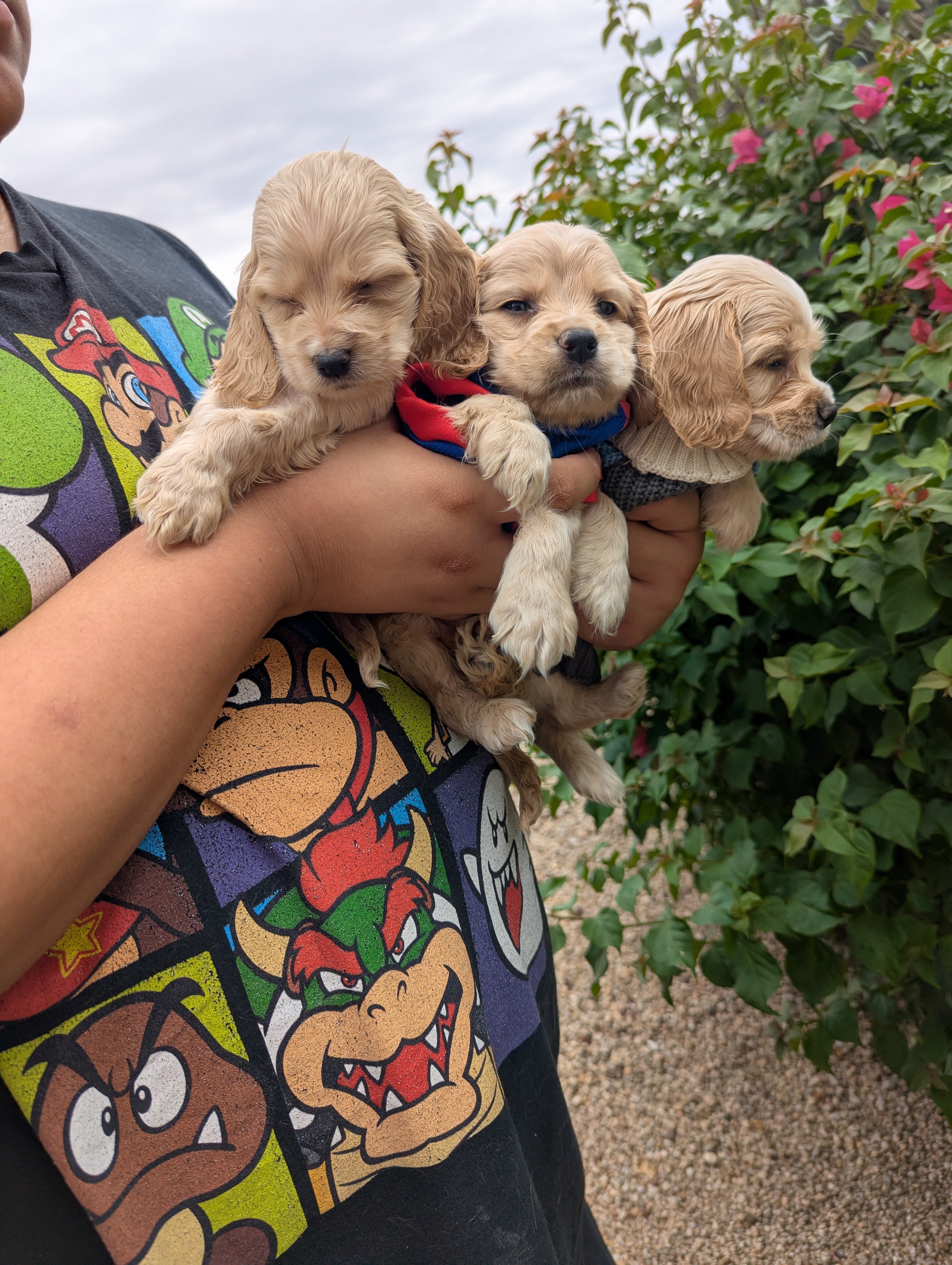 English Cocker Spaniels image 1