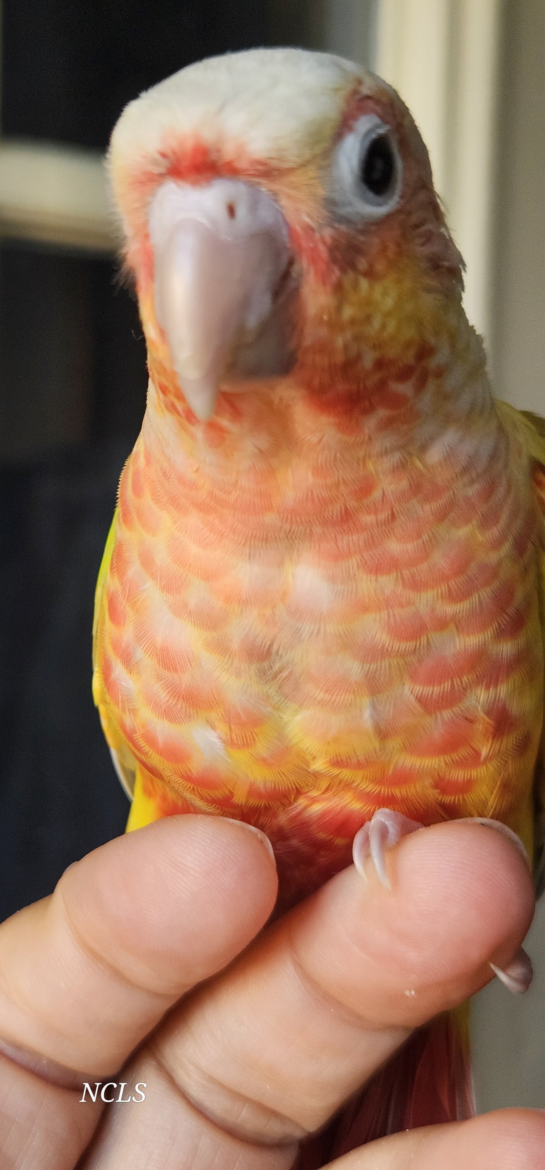 Sun Cheek Conures image 4