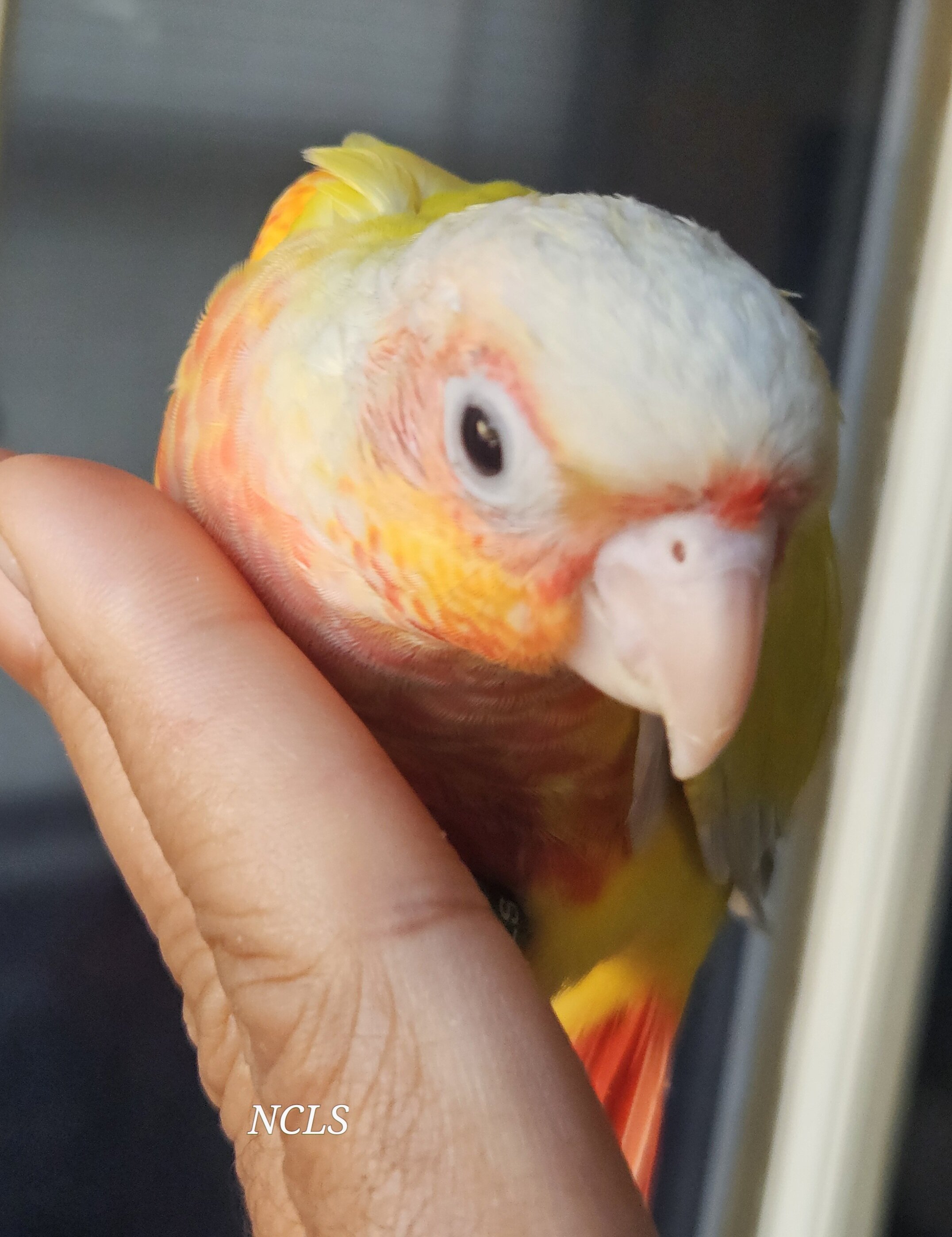 Sun Cheek Conures image 1