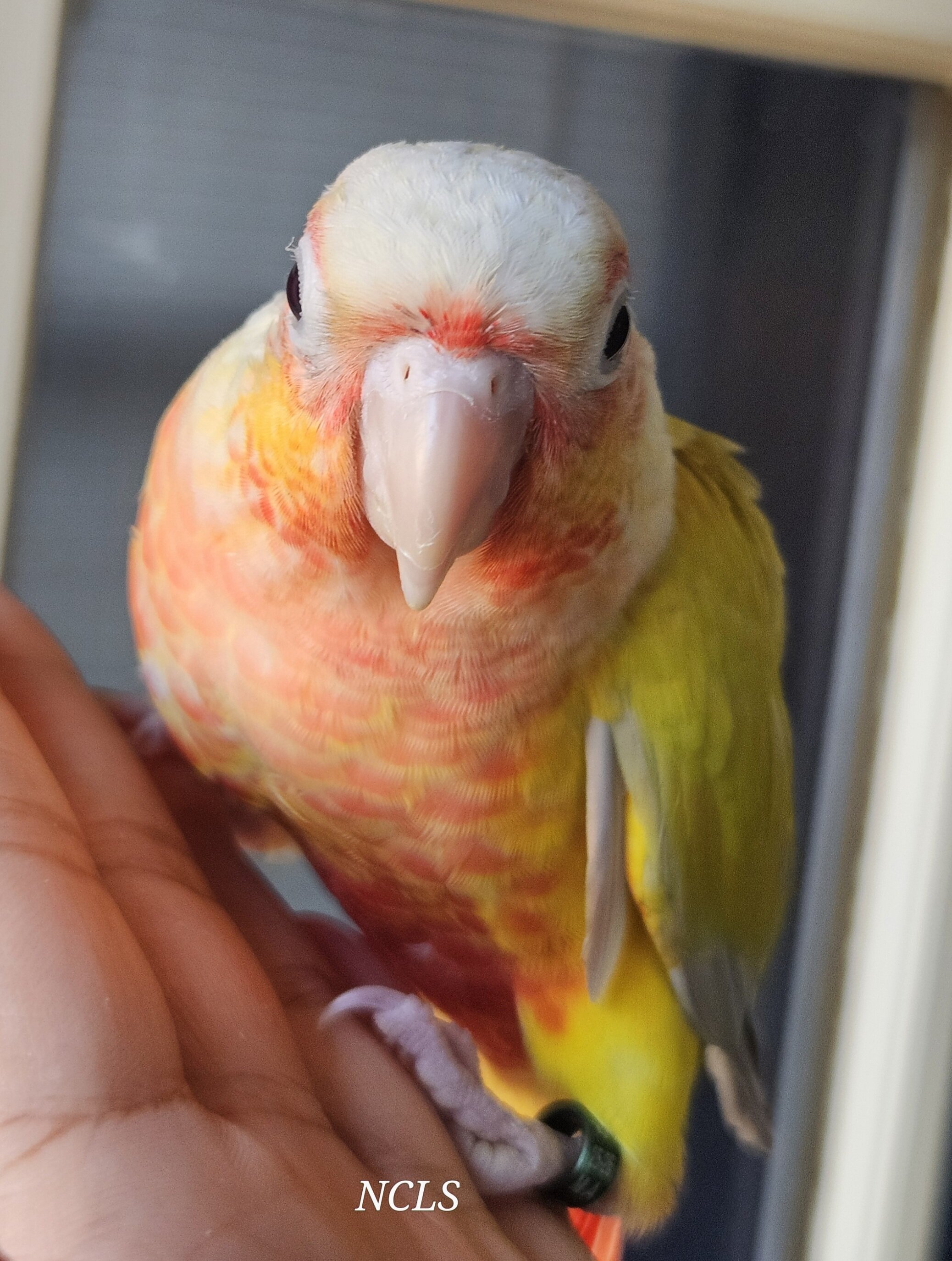 Sun Cheek Conures image 3