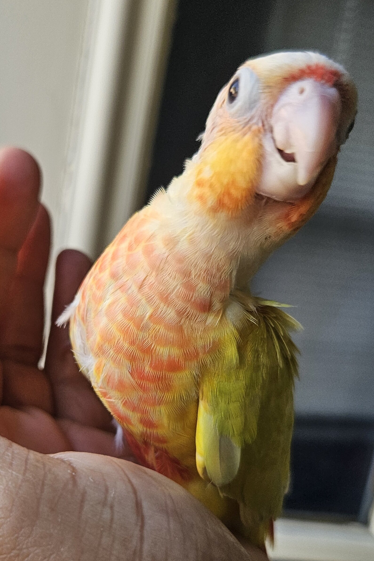 Sun Cheek Conures image 2