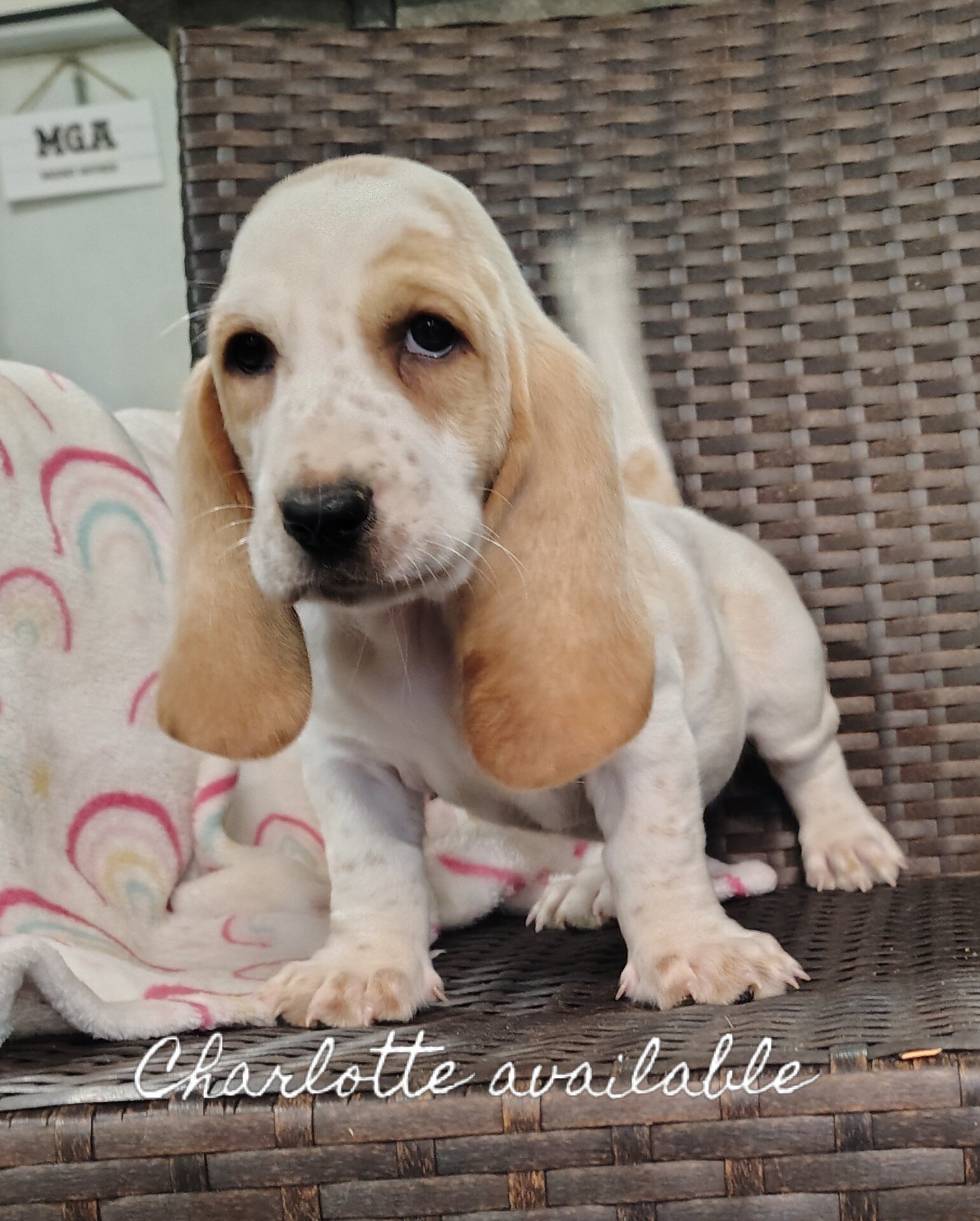 Basset hounds image 1
