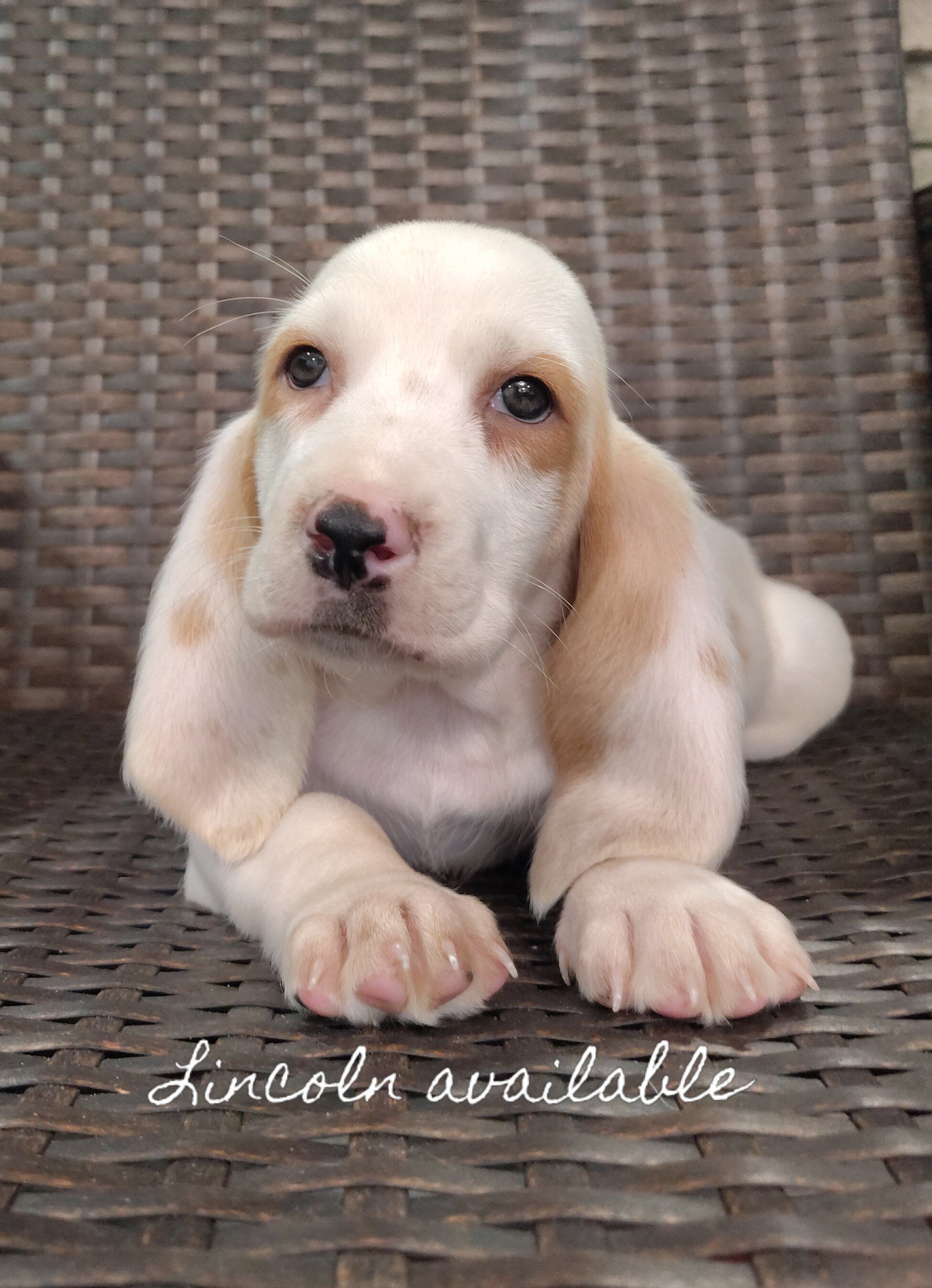 Basset hounds image 2