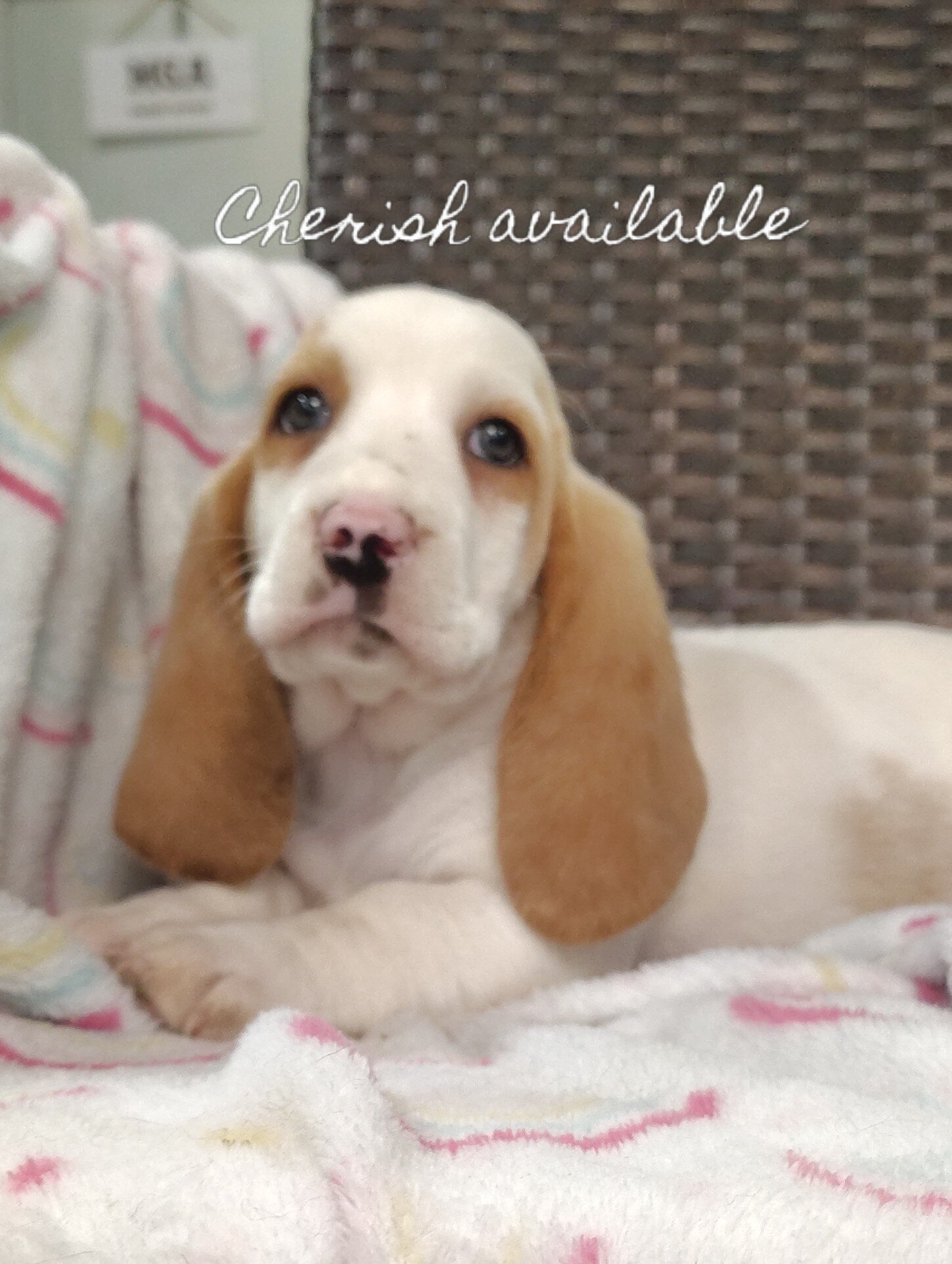 Basset hounds image 3