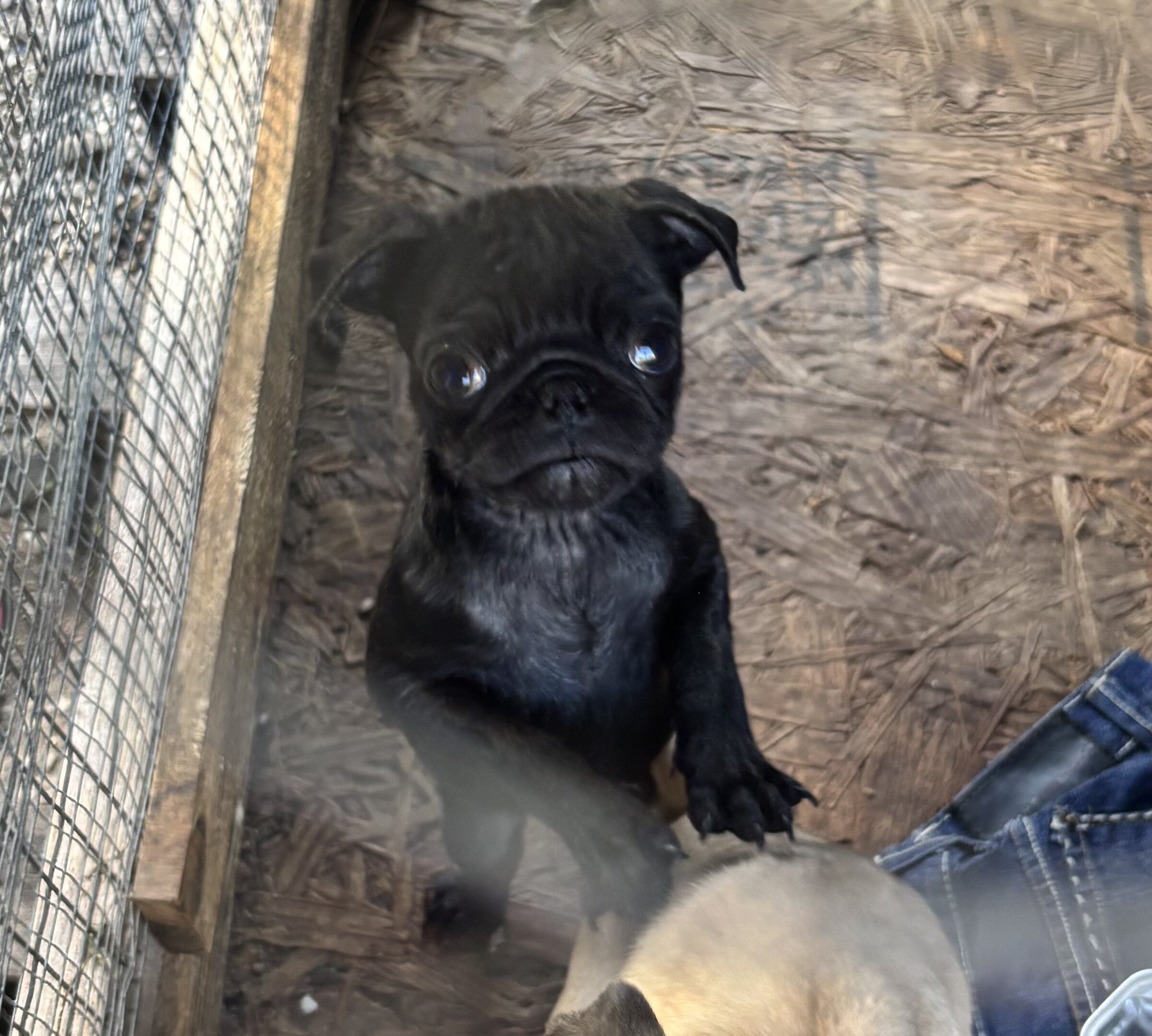 Puppy pug image 2