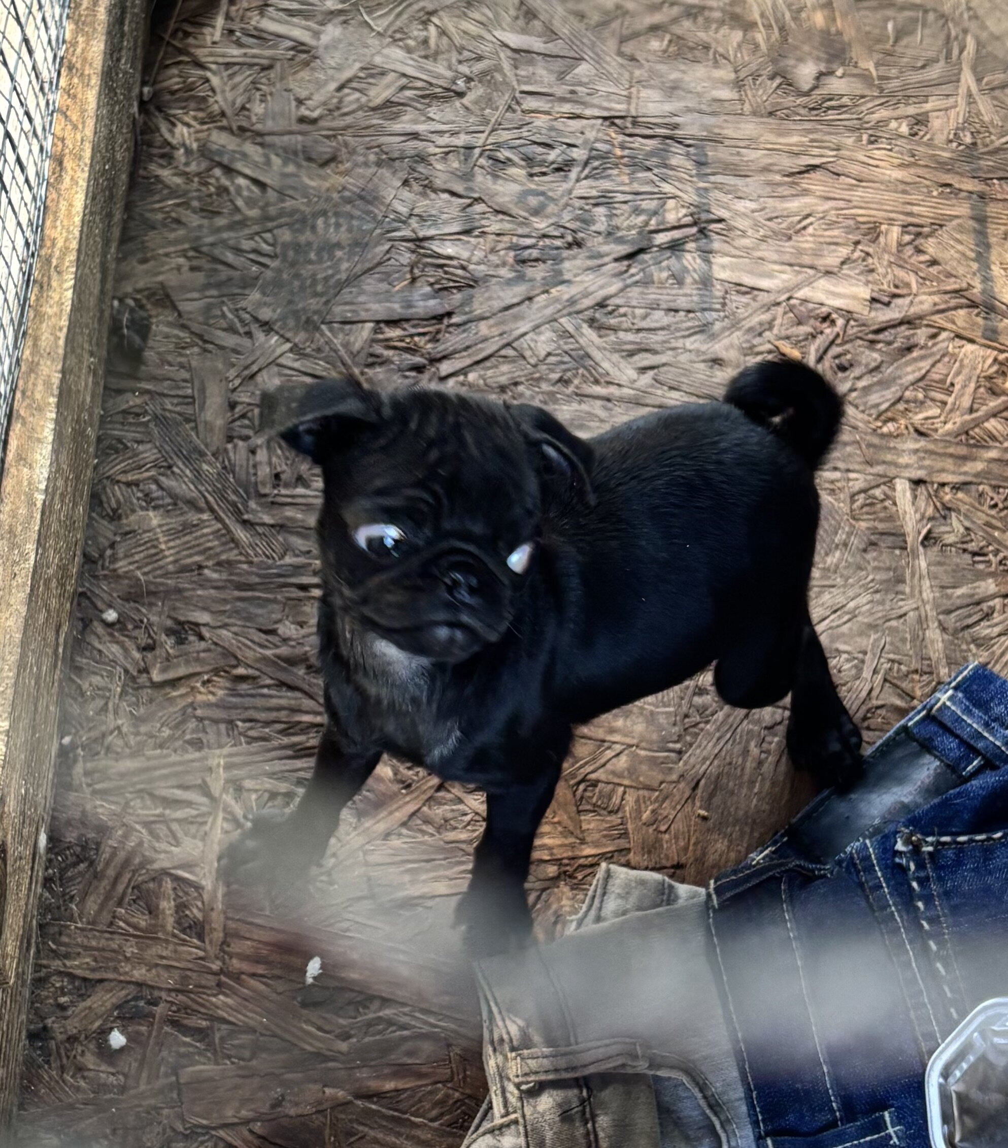Puppy pug image 1