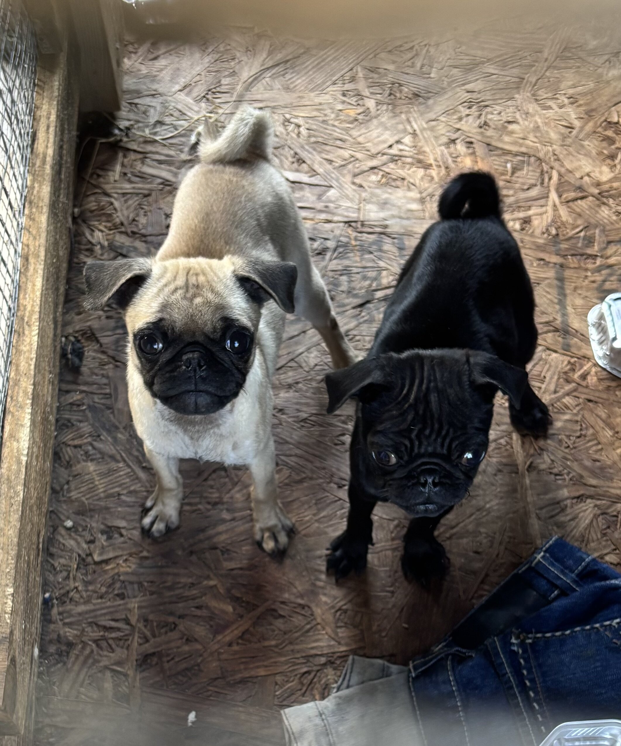 Puppy pug image 3