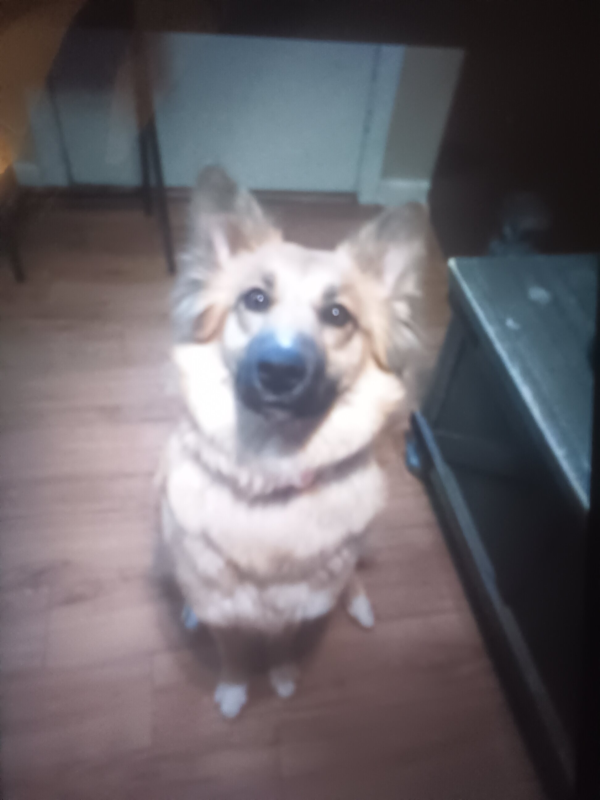 Ophelia, Golden Retriever Australian Shepard mix image 2