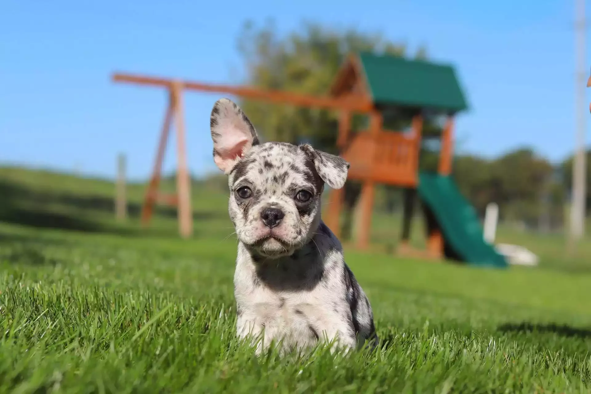 Colette Frenchton – Girl 13 weeks old image 1