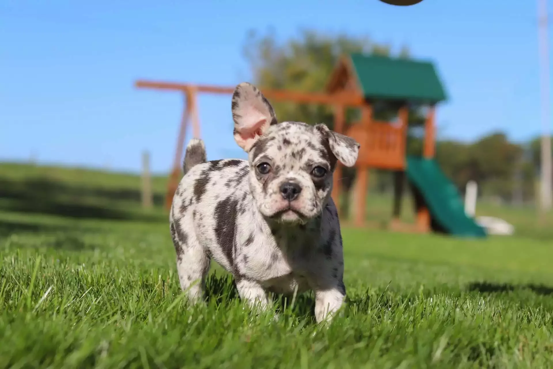 Colette Frenchton – Girl 13 weeks old image 2