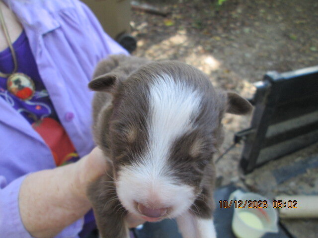 Aussie puppy image 1