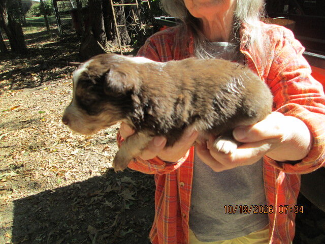 Aussie puppy image 3