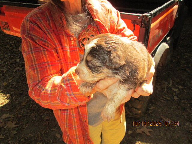 Aussie puppy image 2