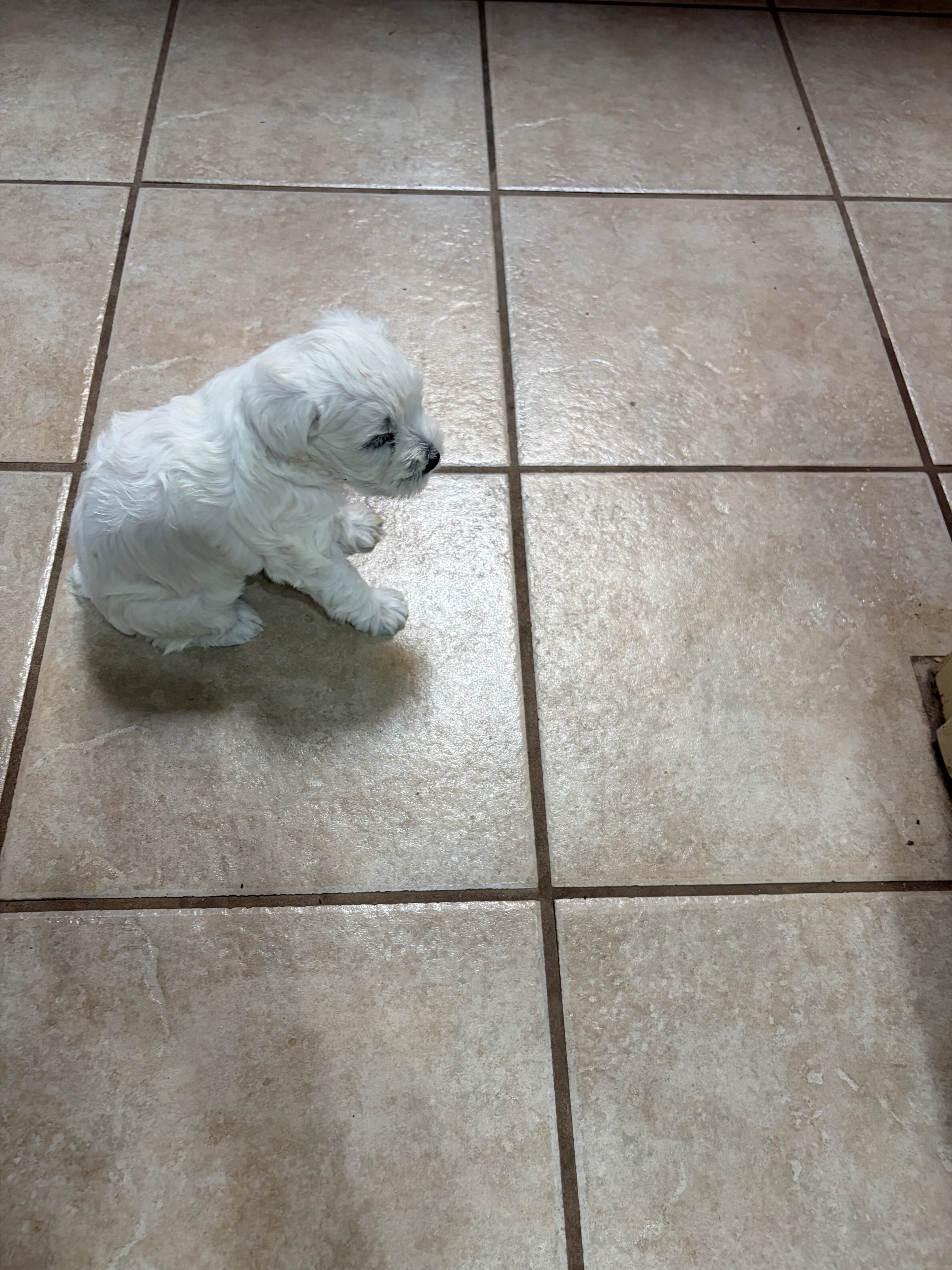 Mini Schnauzer image 1